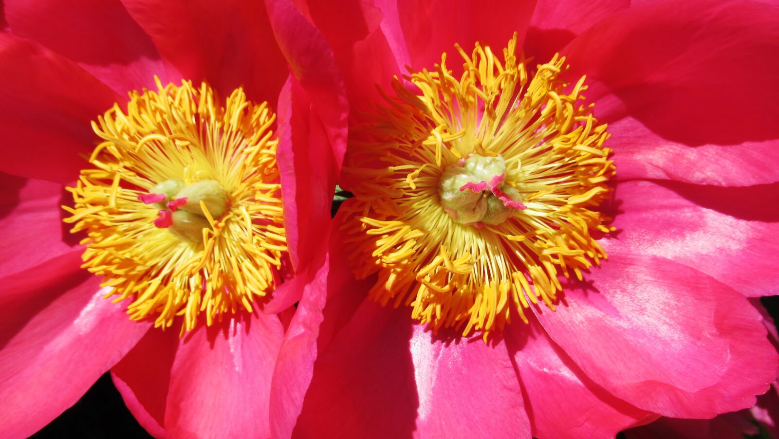 Canon PowerShot SX620 HS sample photo. Peony, pink, blossom photography