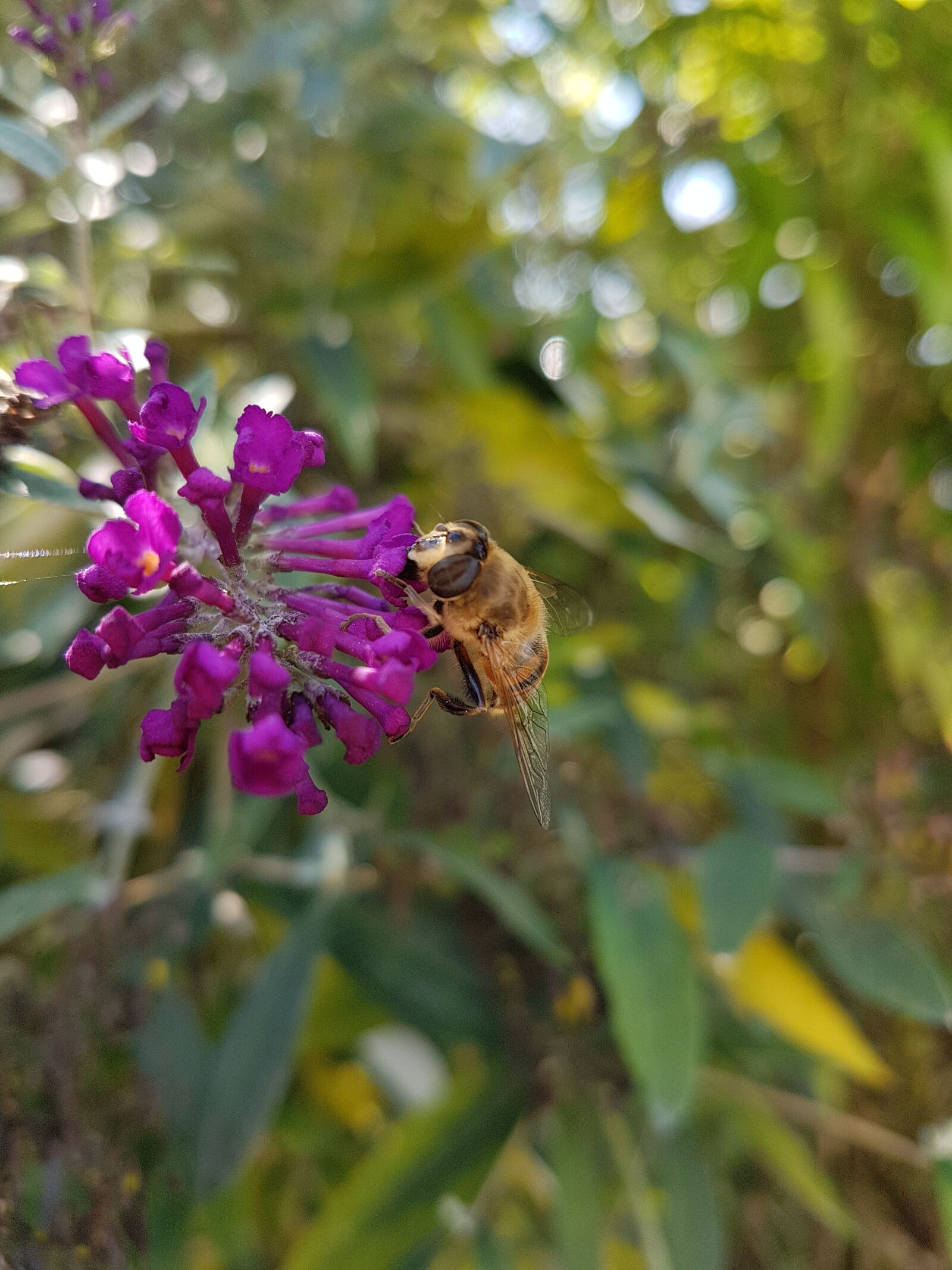 Samsung Galaxy S7 Edge sample photo. Flower, bee, purple photography