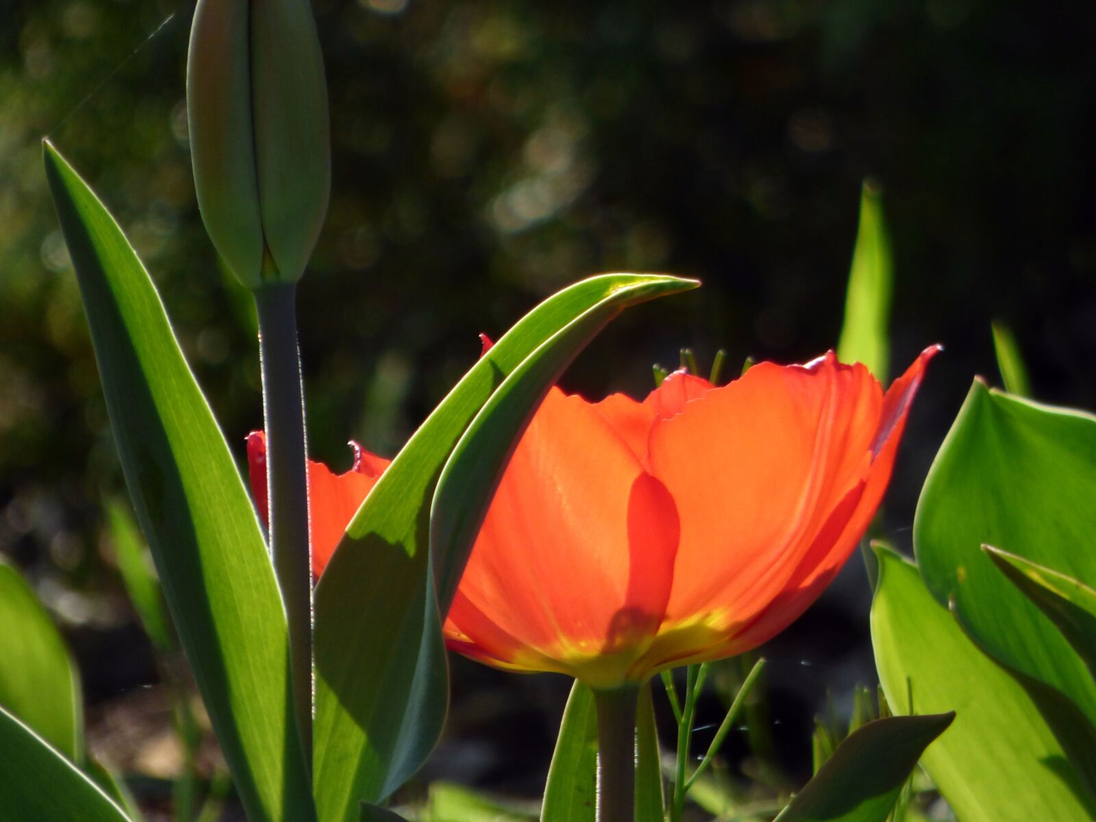 Panasonic DMC-FZ72 sample photo. Flower, tulip, spring photography