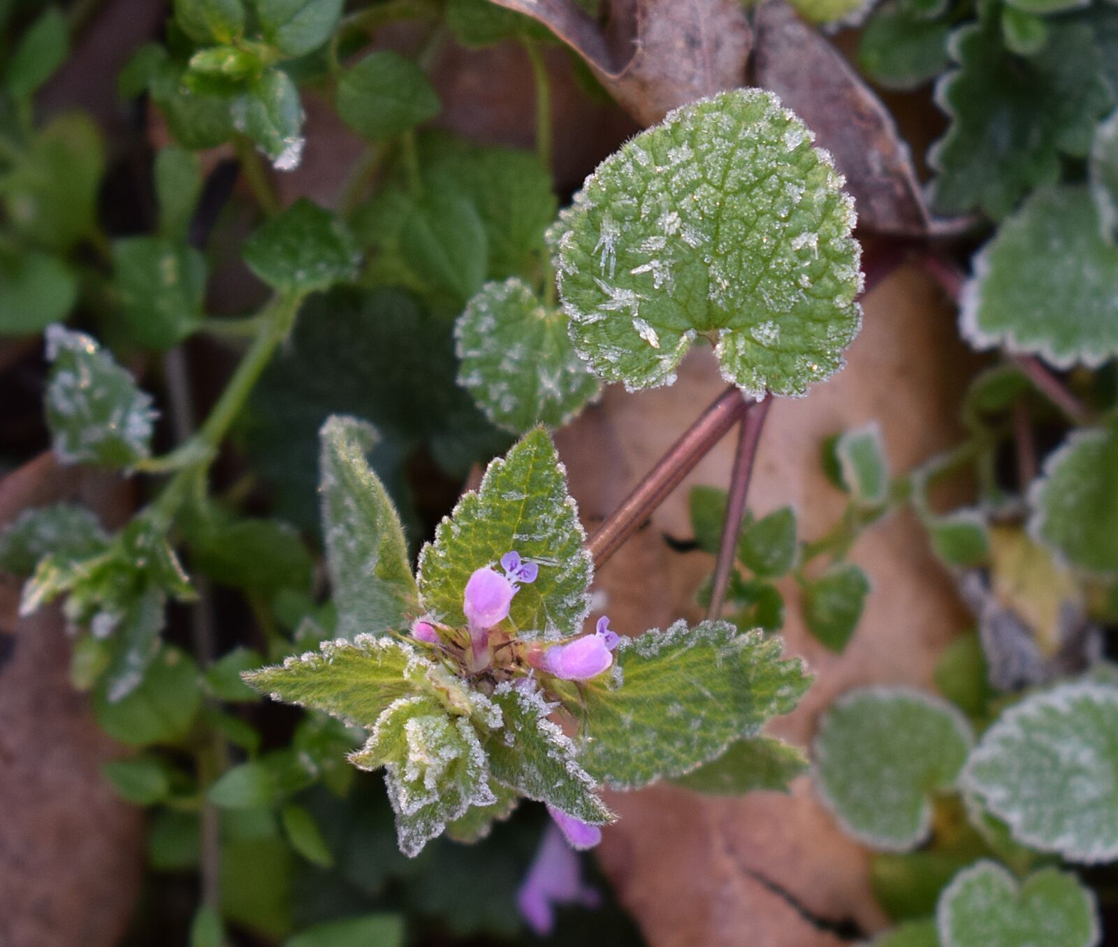 Nikon D3300 sample photo. Frost on leaves, spring photography