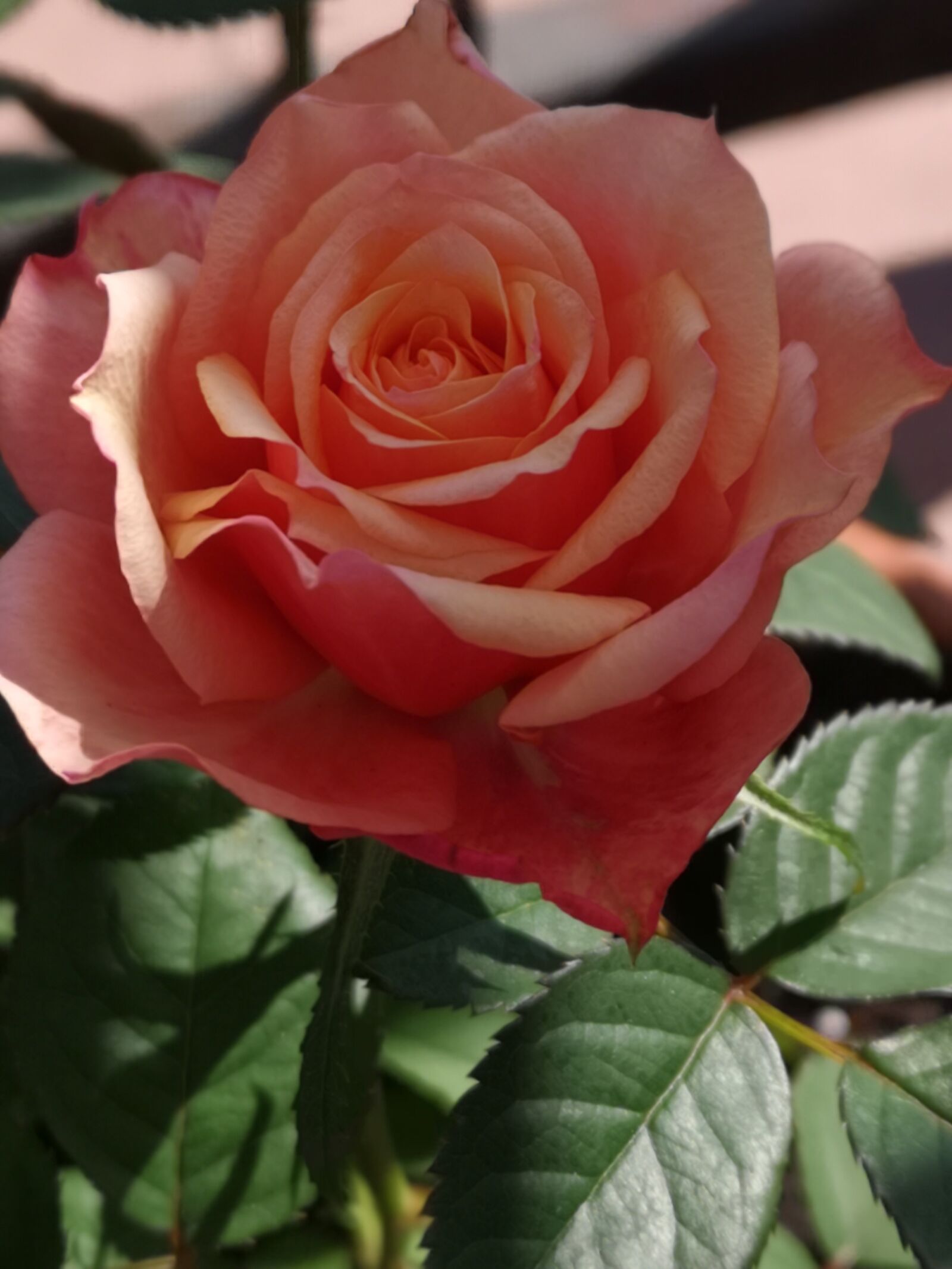 HUAWEI CLT-L09 sample photo. Flower, rose, nature photography