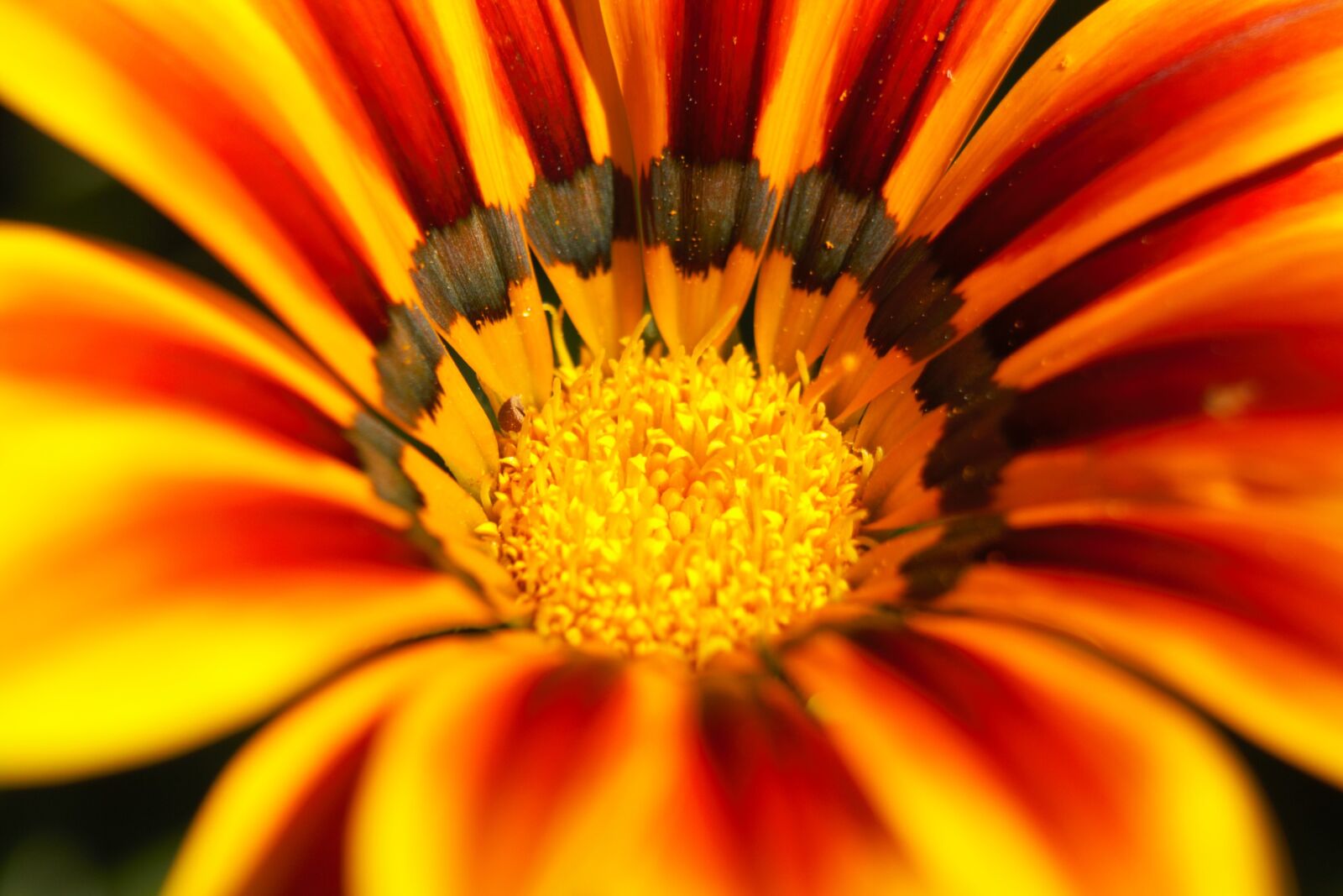 Canon EOS 1000D (EOS Digital Rebel XS / EOS Kiss F) sample photo. Flower, macro, orange photography