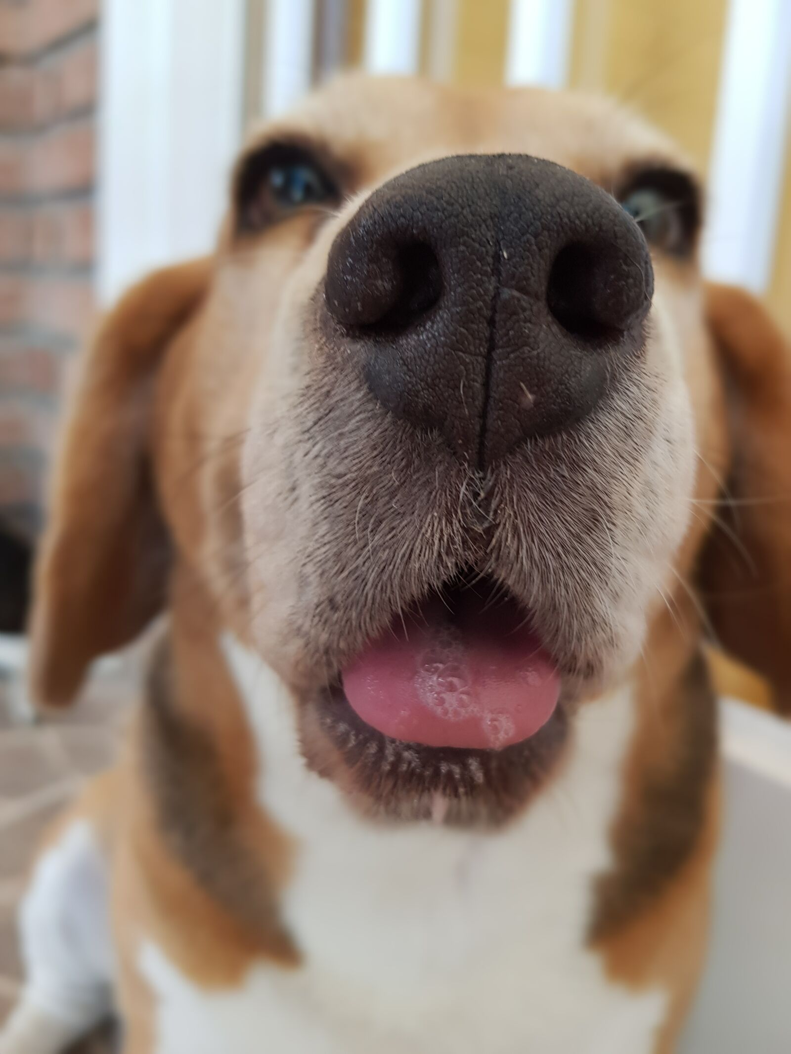 Samsung Galaxy S8 sample photo. Canis lupus familiaris, nice photography