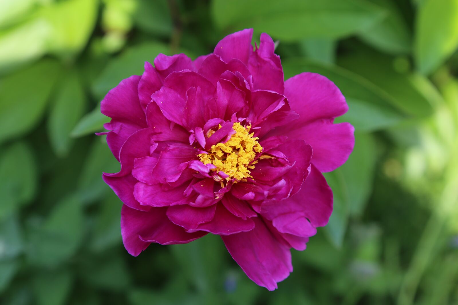 Canon EOS 6D + Canon EF 24-105mm F4L IS USM sample photo. Peony, blossom, bloom photography