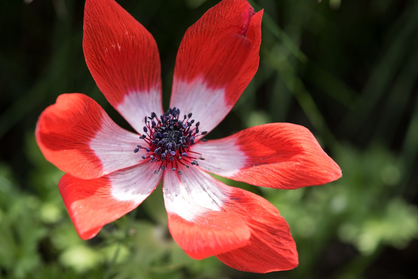 Nikon D750 sample photo. Flower, red, red flower photography