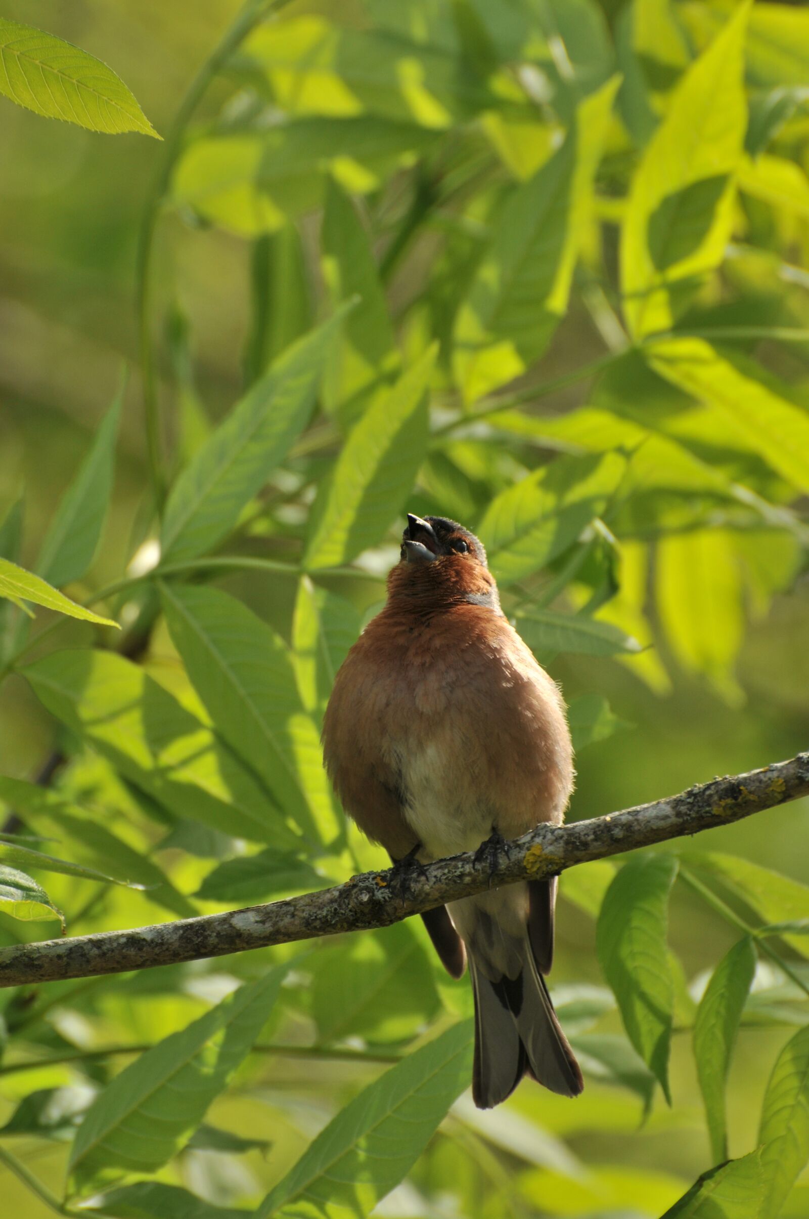 Nikon D300 sample photo. Chaffinches, bird, nature photography