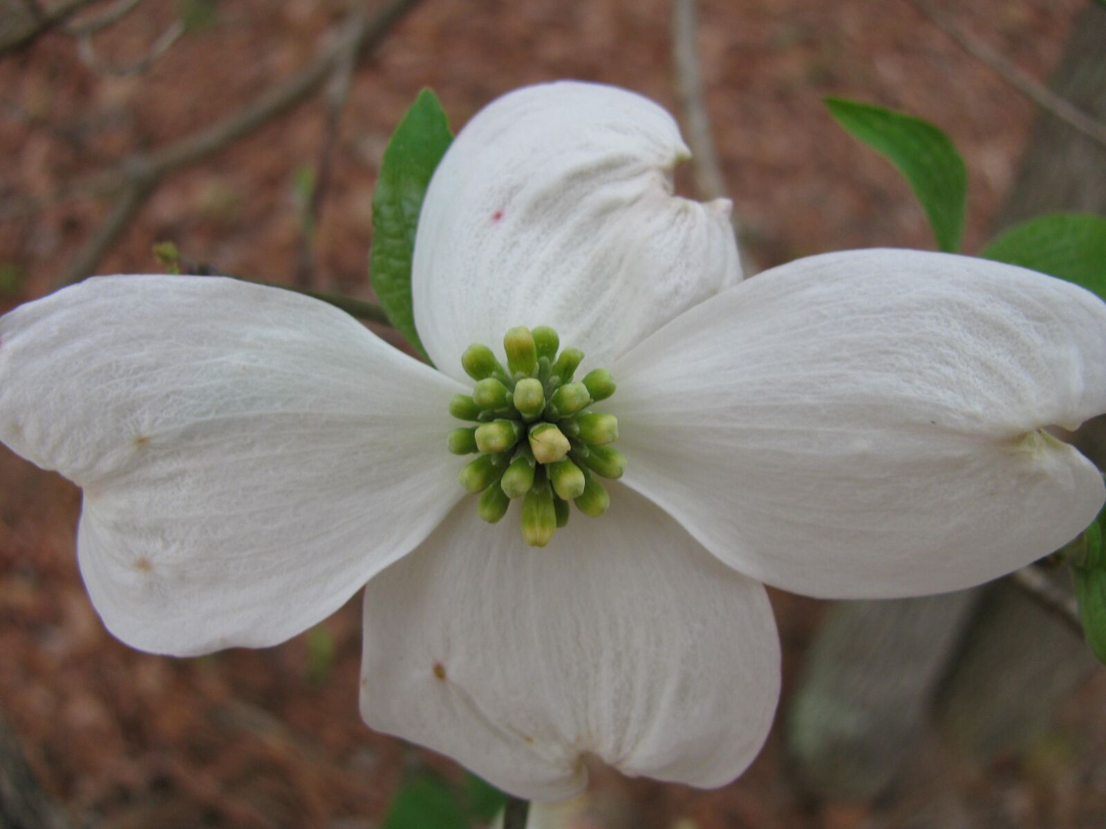 Canon PowerShot SX110 IS sample photo. Dogwood, flower, tree photography
