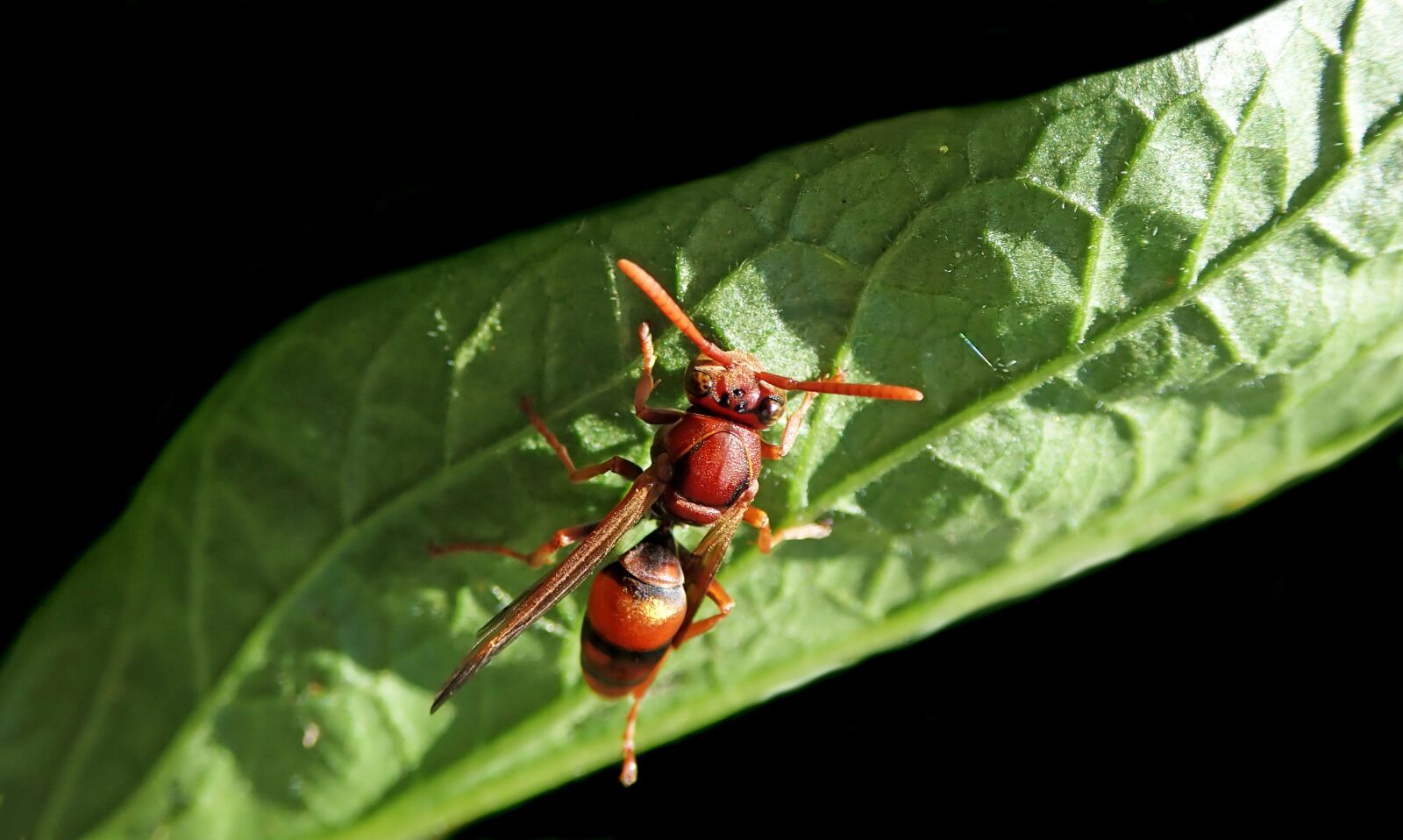 Olympus TG-5 sample photo. Insect, wasp, hornet photography