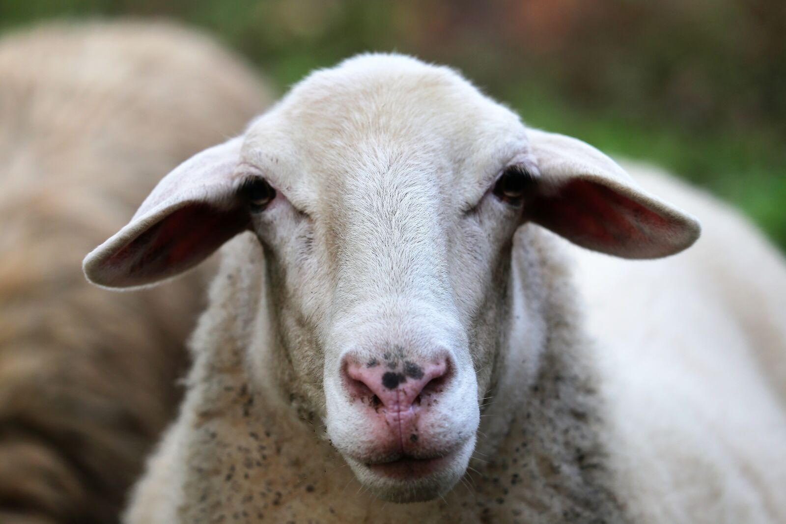 Canon EF 70-300 F4-5.6 IS II USM sample photo. Sheep, animal, white photography