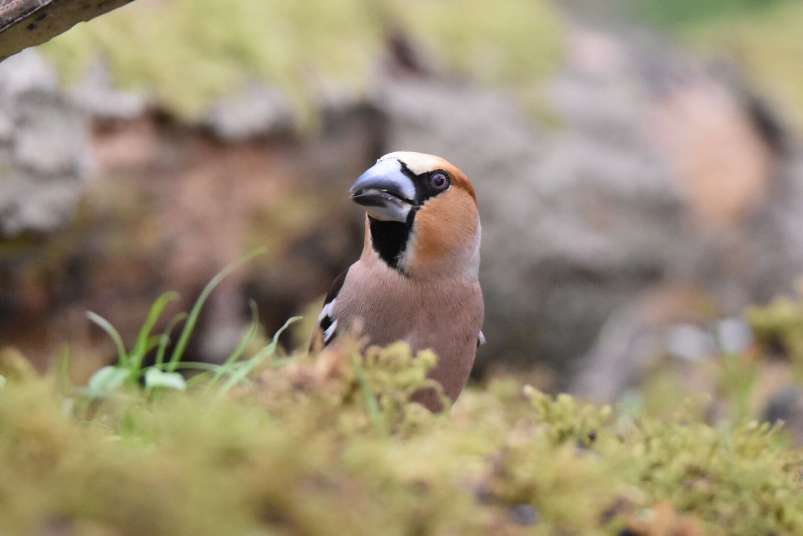 Nikon D5600 sample photo. Hawfinch, bird, animal photography