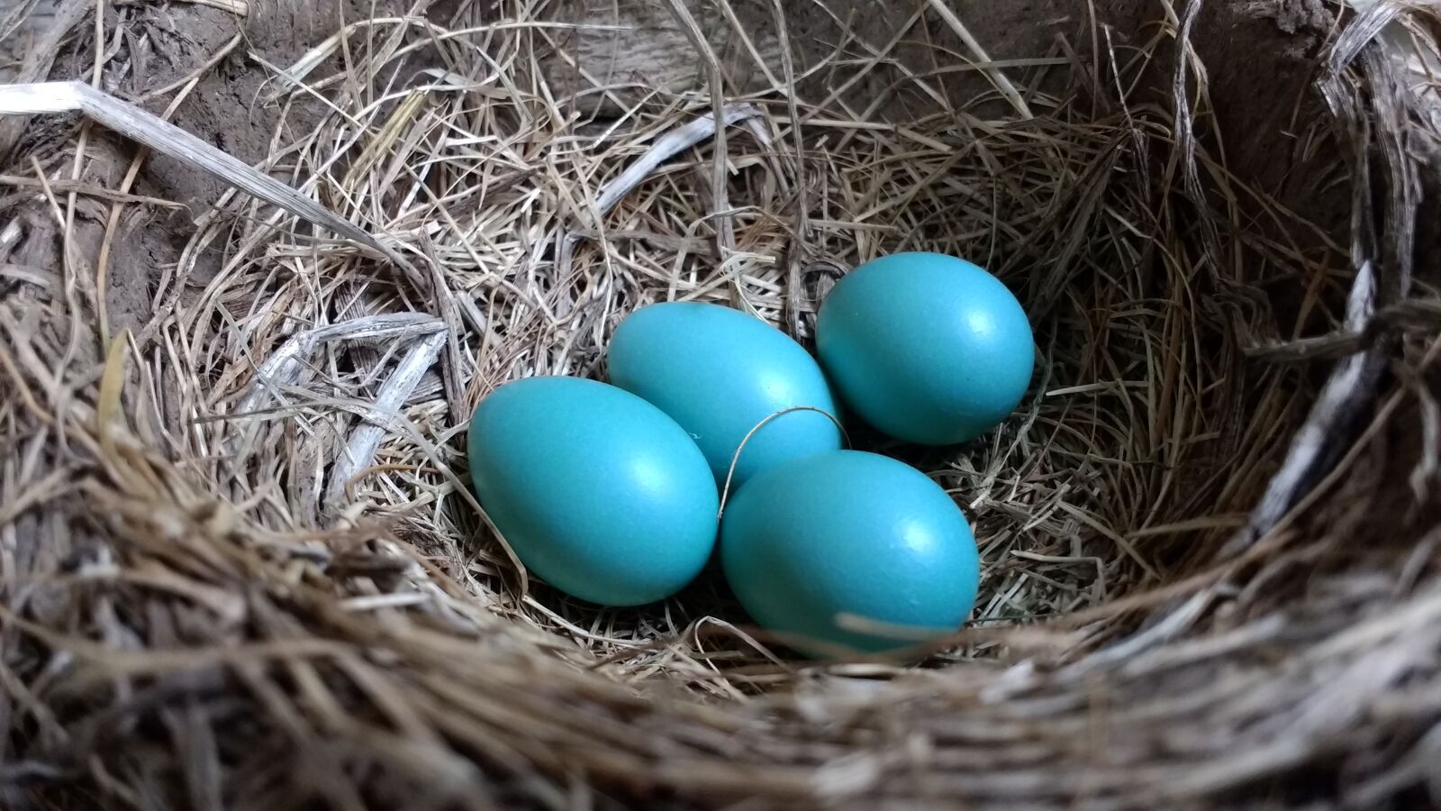 Motorola Moto G (4) sample photo. Robin, robin eggs, nest photography