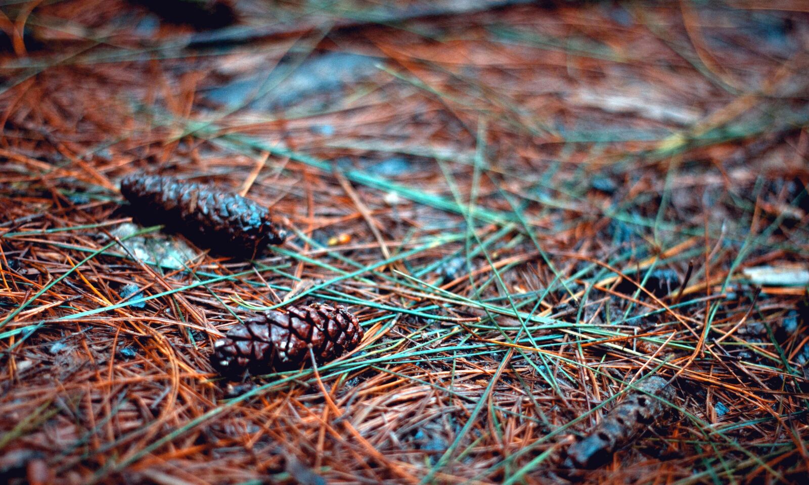 Canon EOS 60D + Canon EF 50mm F1.8 II sample photo. Pinecone, seed, tree, soil photography