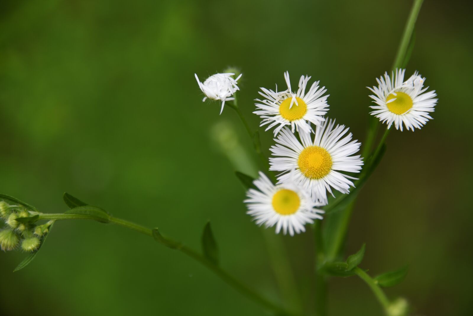 Nikon D850 sample photo. Aster, white, flower photography