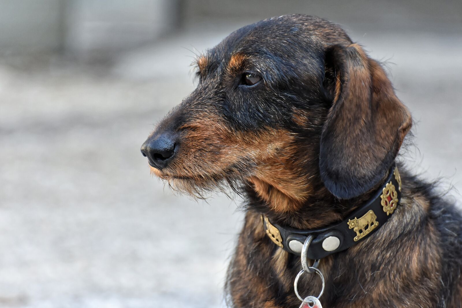 Nikon D7200 sample photo. Dachshund, rauhaardackel, dog photography
