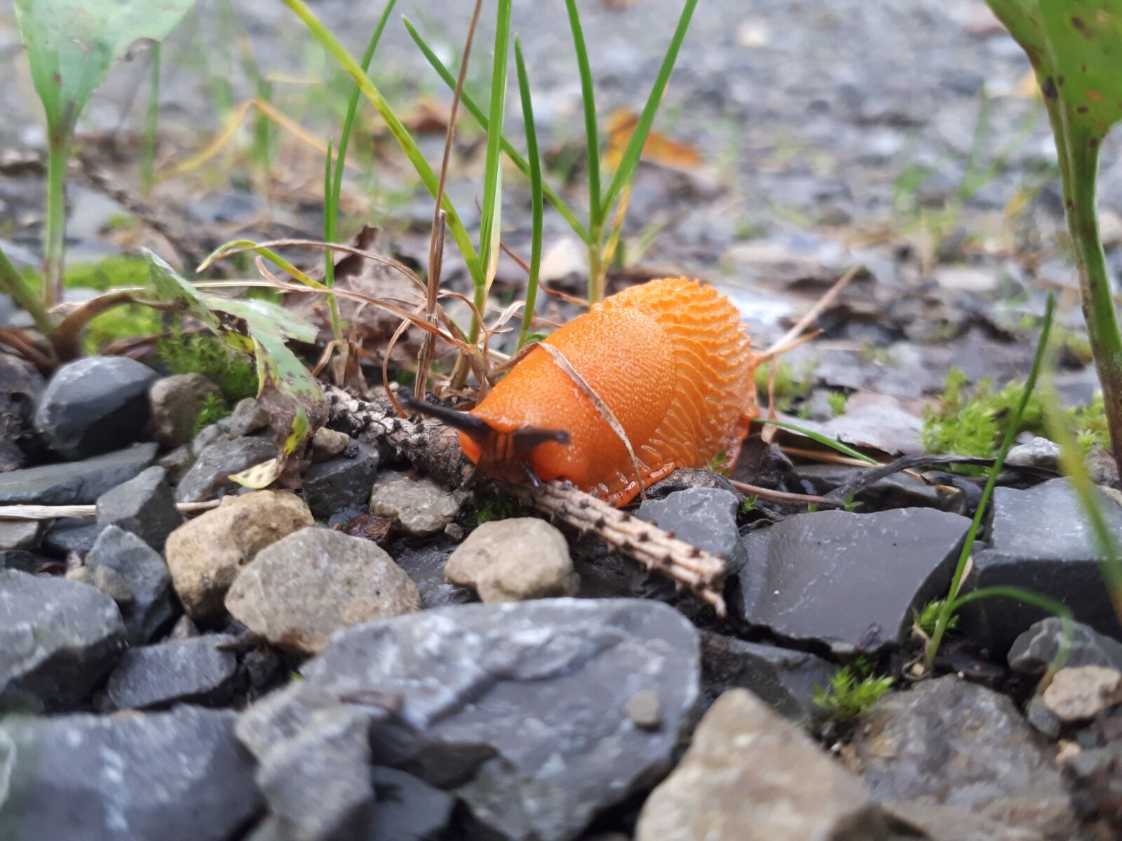 Samsung Galaxy A5(2017) sample photo. Forest, snail, orange photography