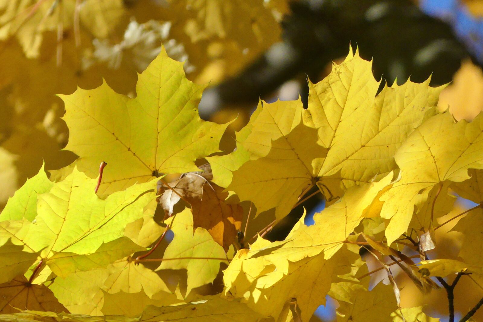 Panasonic Lumix DMC-FZ300 sample photo. Foliage, autumn, nature photography