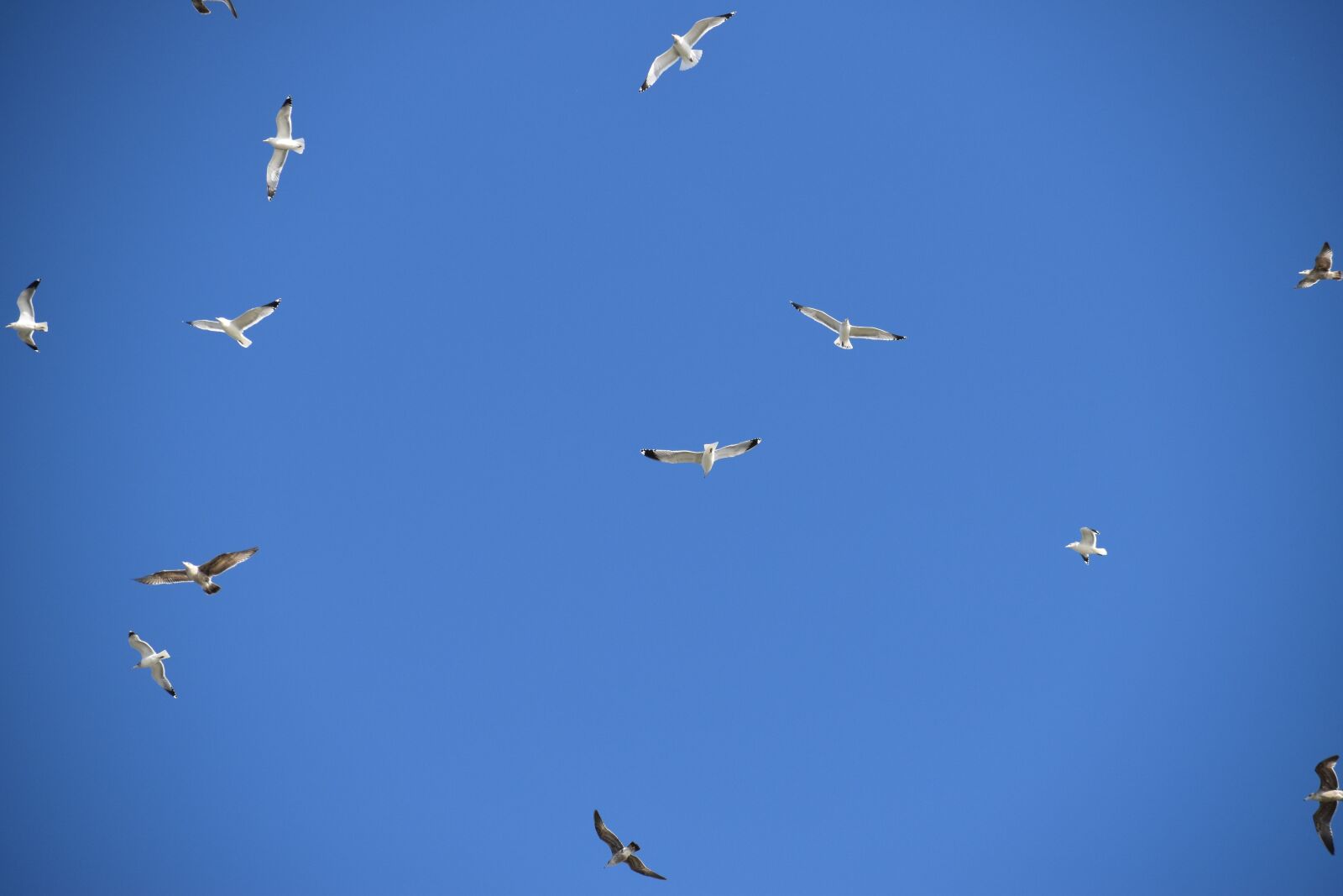 Nikon D3500 sample photo. Birds, flying, blue sky photography