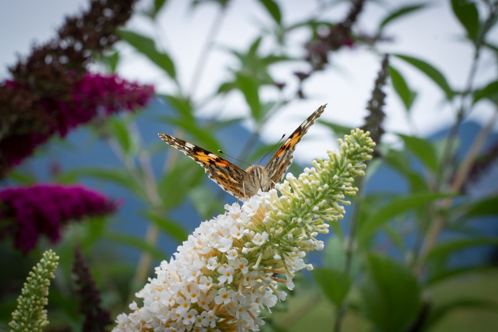 Nikon D7100 sample photo. Butterfly, lilac, summer lilac photography