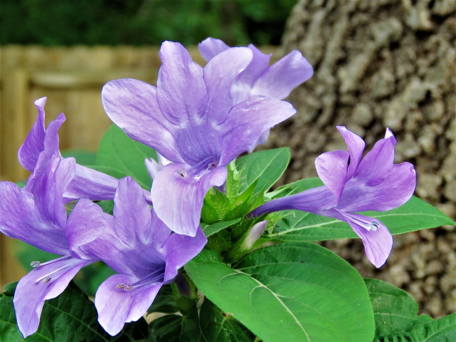 Canon PowerShot SX60 HS sample photo. Flowers, blue, garden photography