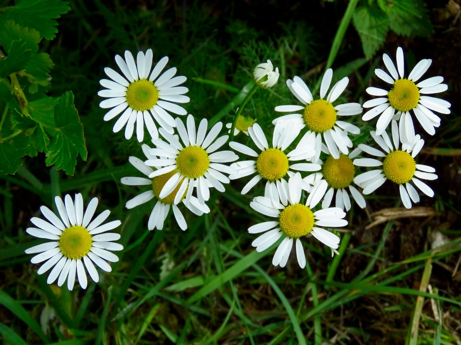 Canon PowerShot SX60 HS sample photo. Flowers, daisy, pharmacy photography