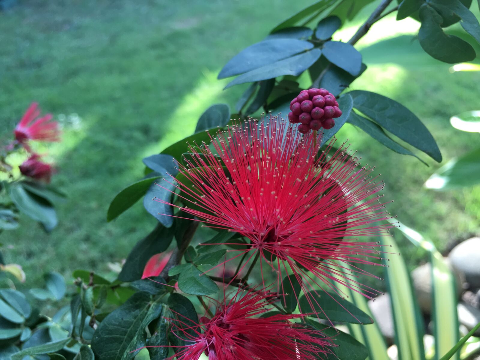 Apple iPhone 6s sample photo. Hibiscus, slender, spend hugo photography