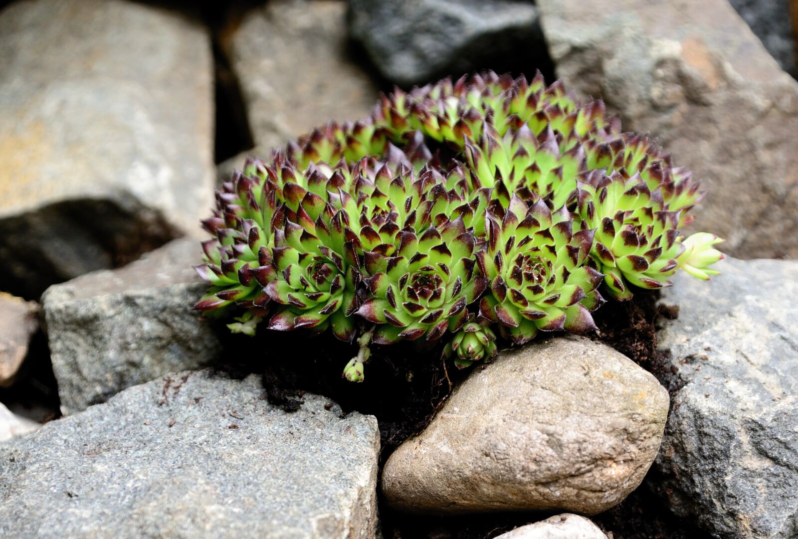 Nikon D610 sample photo. Succulents, stone wurz, stone photography