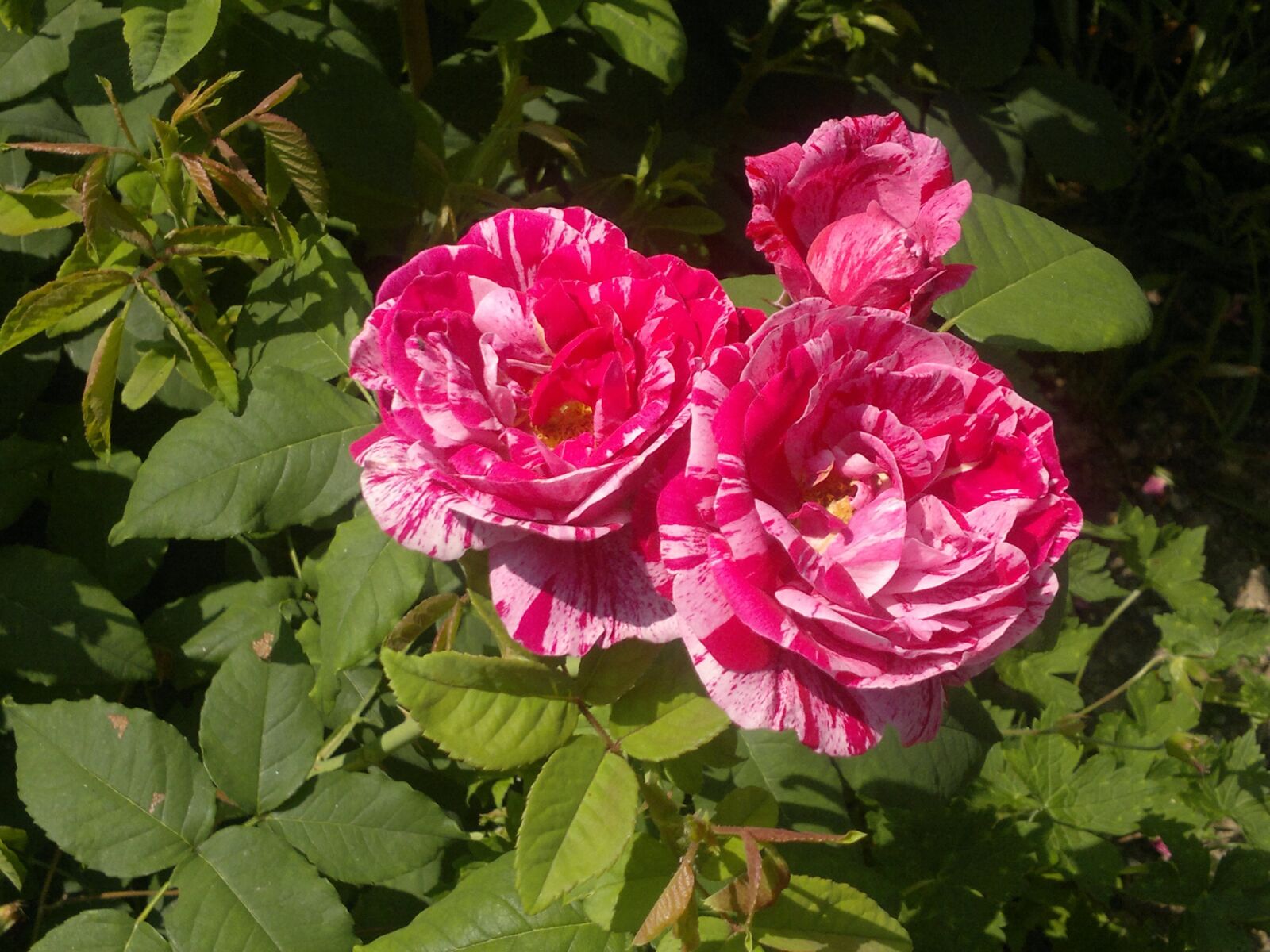 Nokia N8-00 sample photo. Rose, pink, red photography