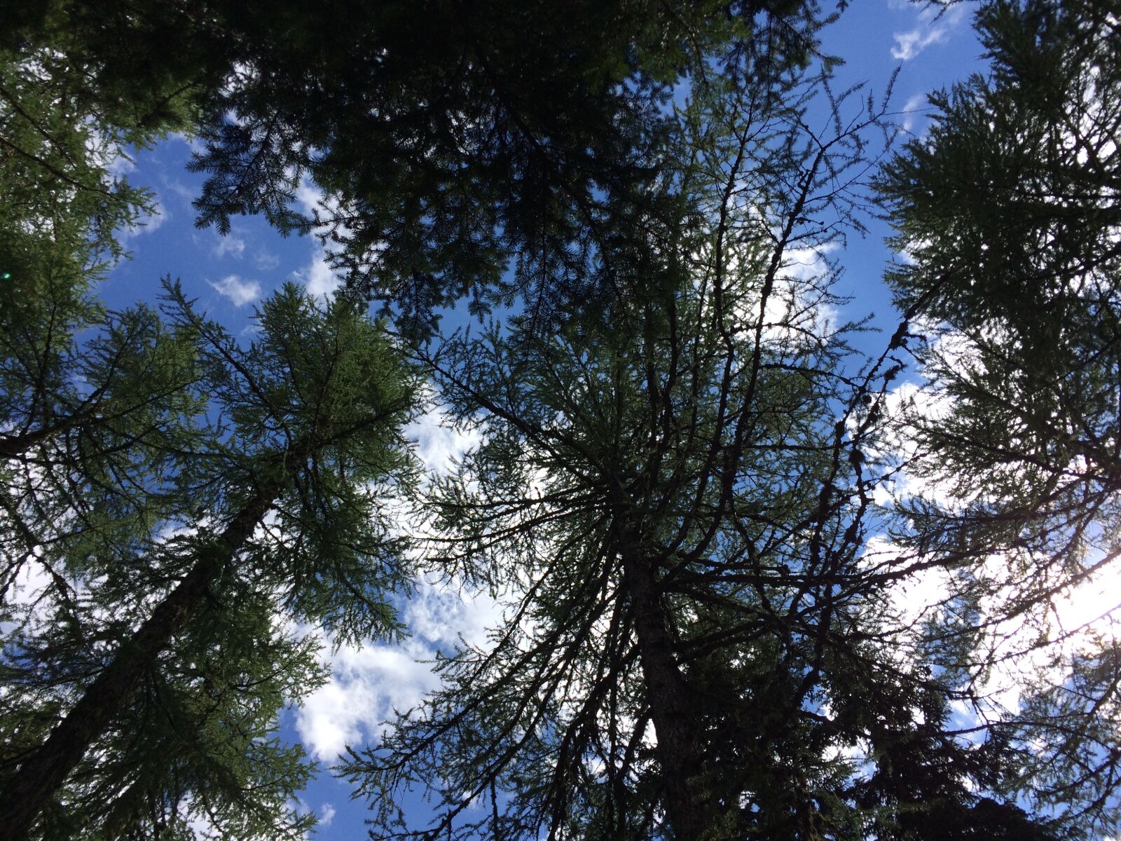 iPhone 5s back camera 4.15mm f/2.2 sample photo. Trees, sky, nature photography
