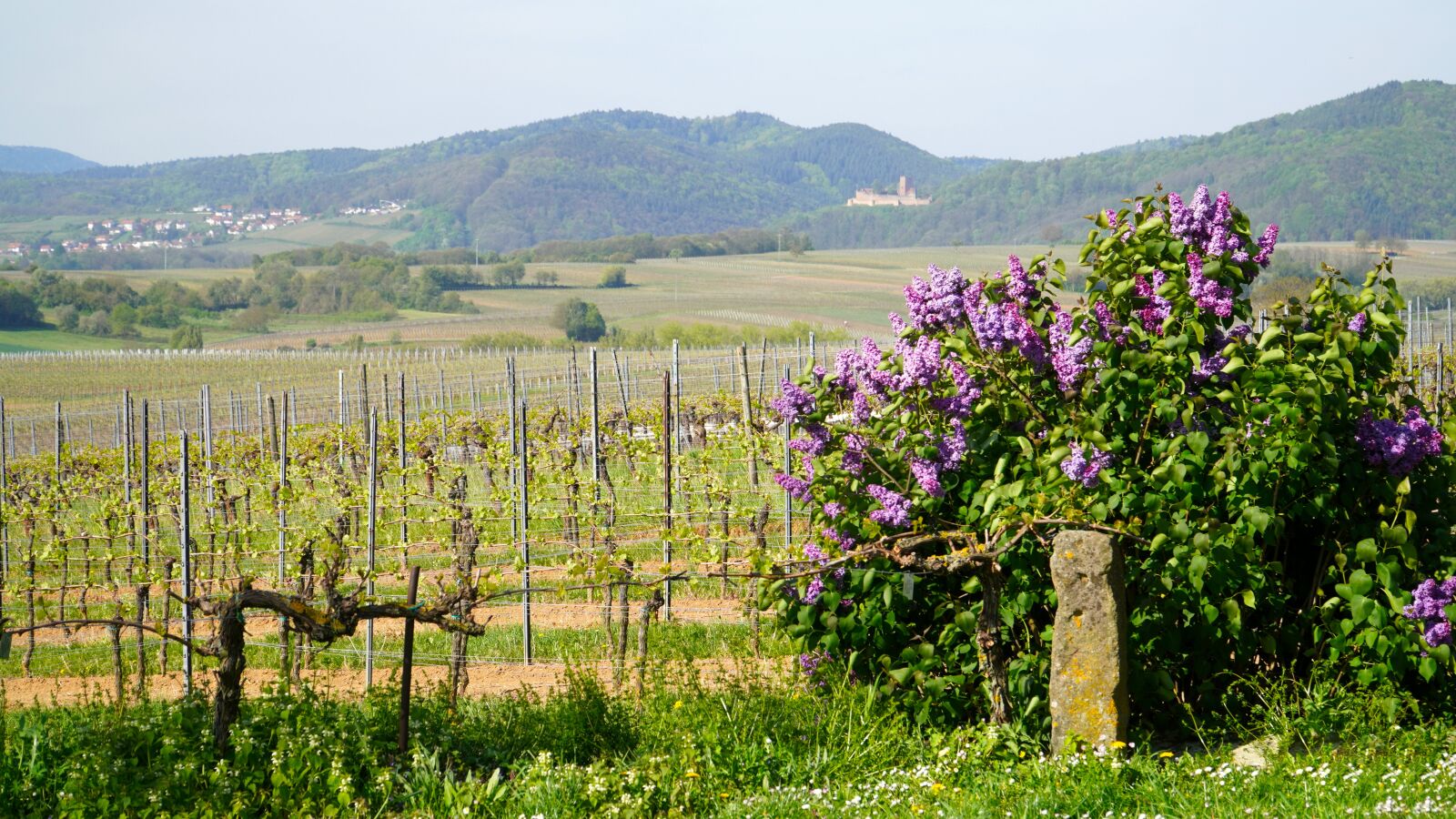 Sony E PZ 18-105mm F4 G OSS sample photo. Vineyards, landscape, wine photography