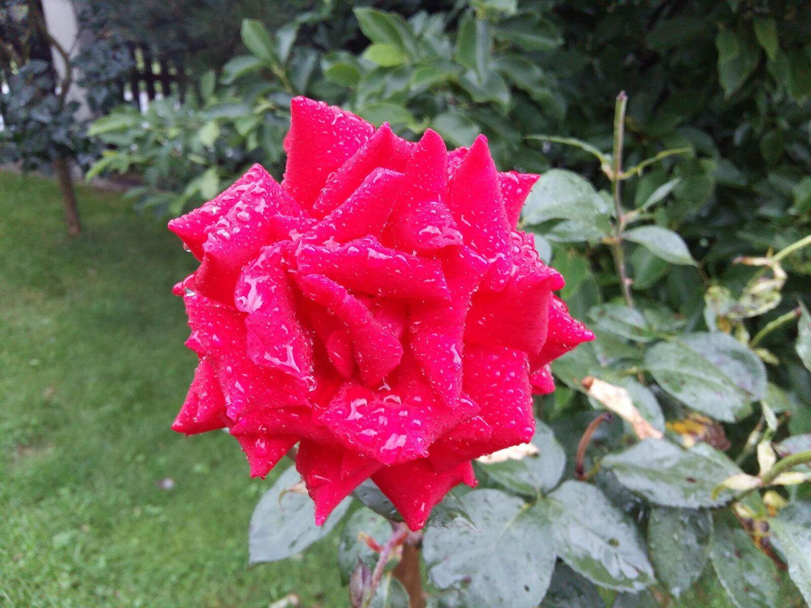 Samsung Galaxy A5 sample photo. Rose, red flower, plant photography