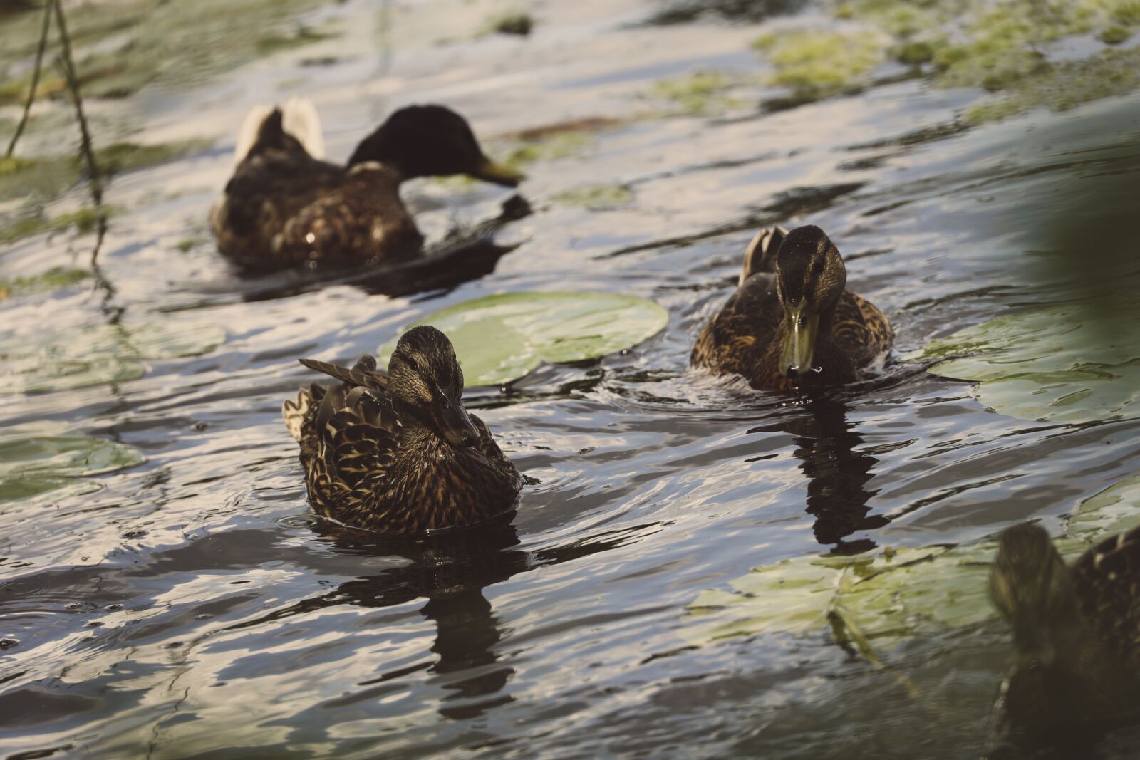 Canon RF 24-240mm F4-6.3 IS USM sample photo. Ducks, animal, bird photography