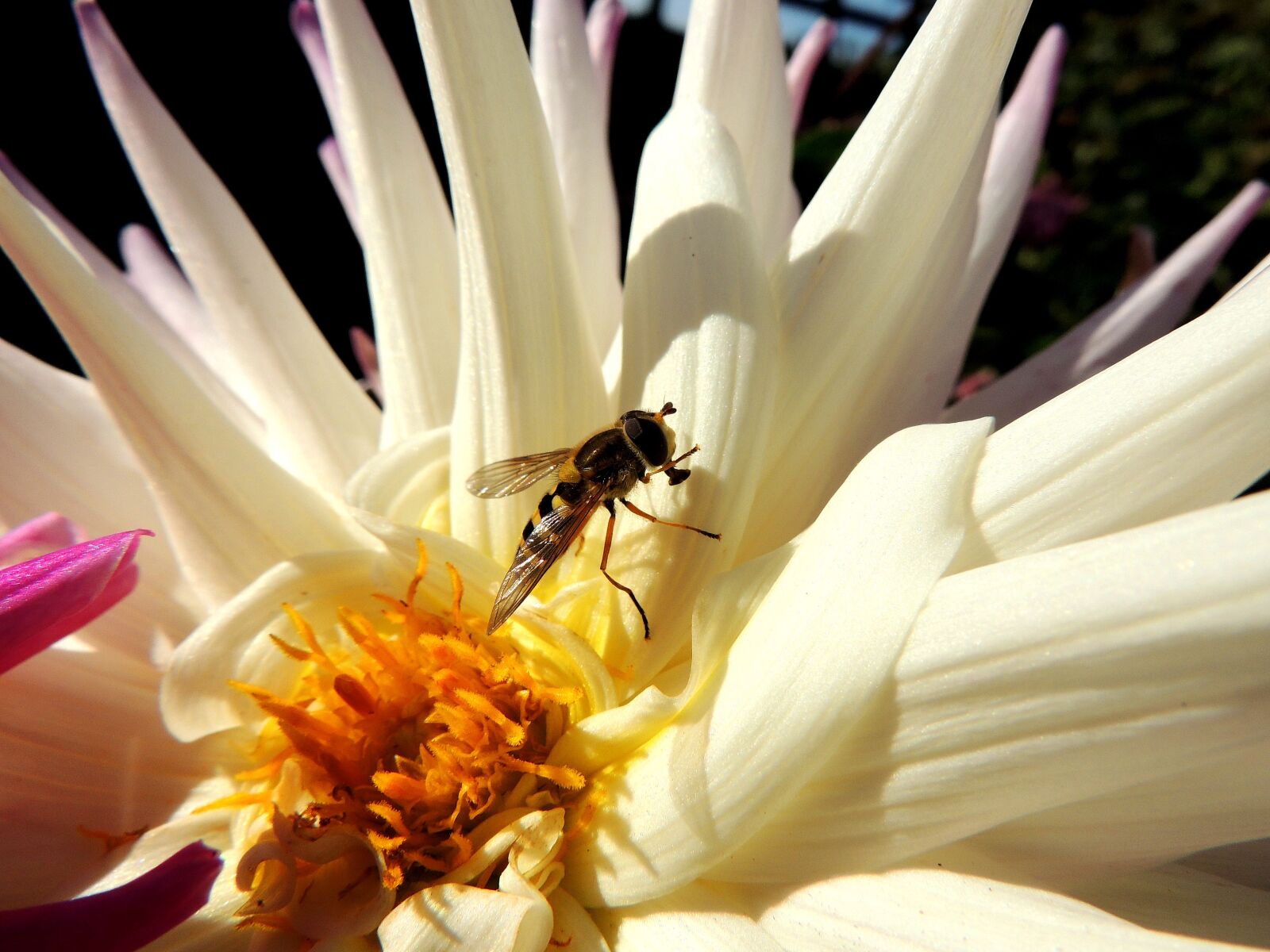Nikon Coolpix P510 sample photo. Fruit fly, insect, flower photography