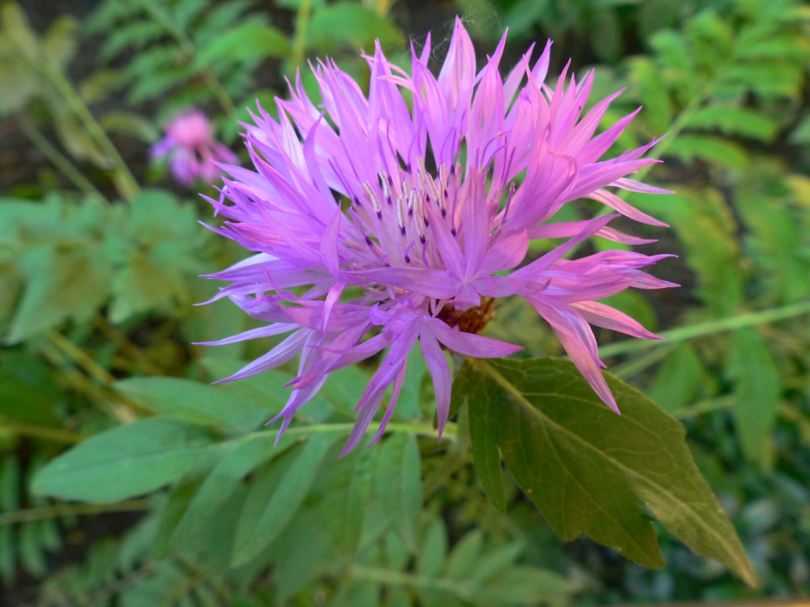Panasonic Lumix DMC-FZ200 sample photo. Flower, bloom, spring photography