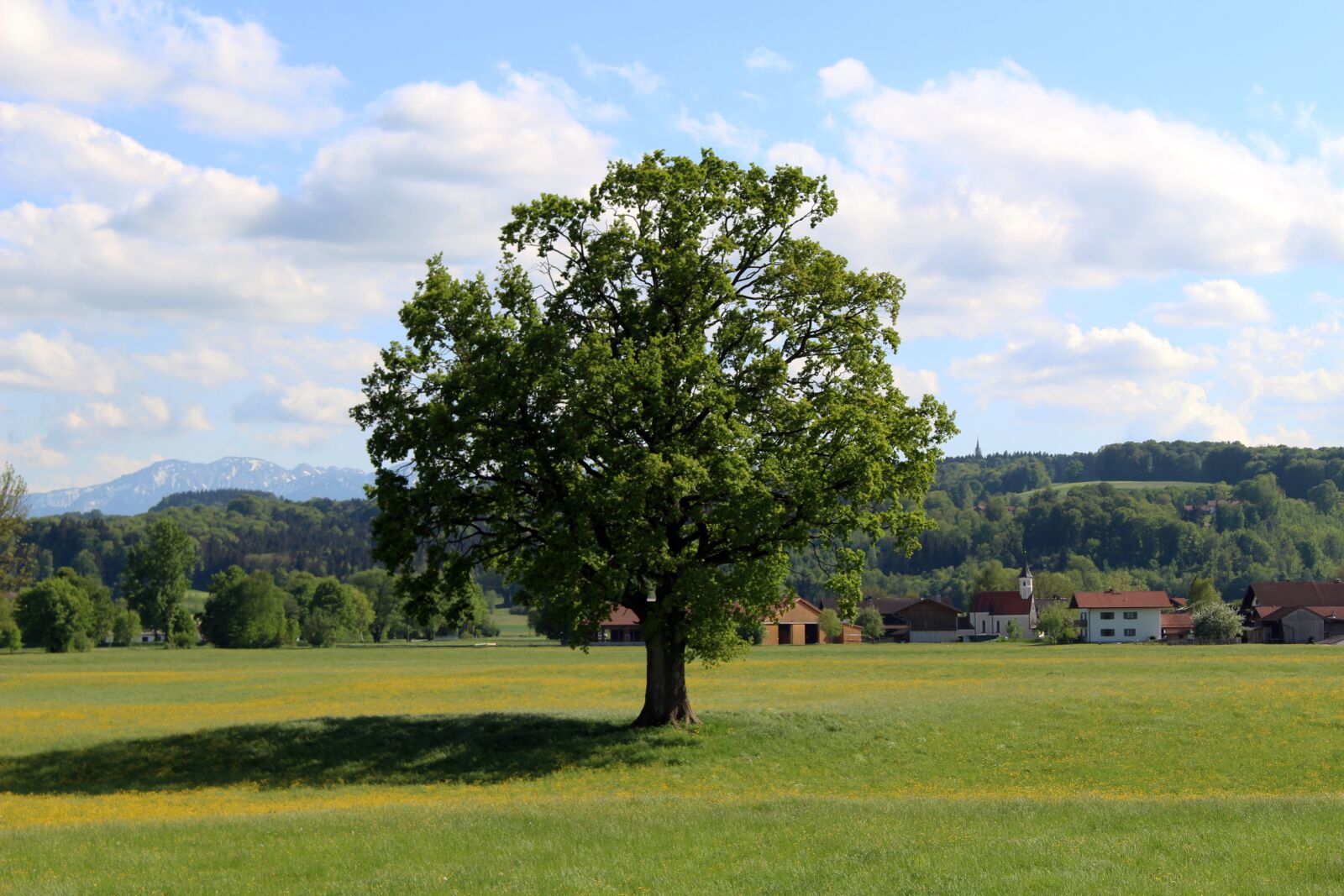 Canon EOS 700D (EOS Rebel T5i / EOS Kiss X7i) sample photo. Tree, landscape, nature photography