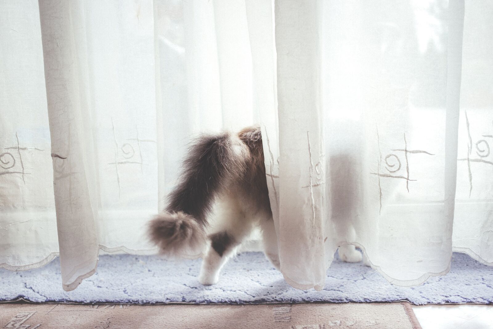 Canon EF 40mm F2.8 STM sample photo. Animals, back, cat photography