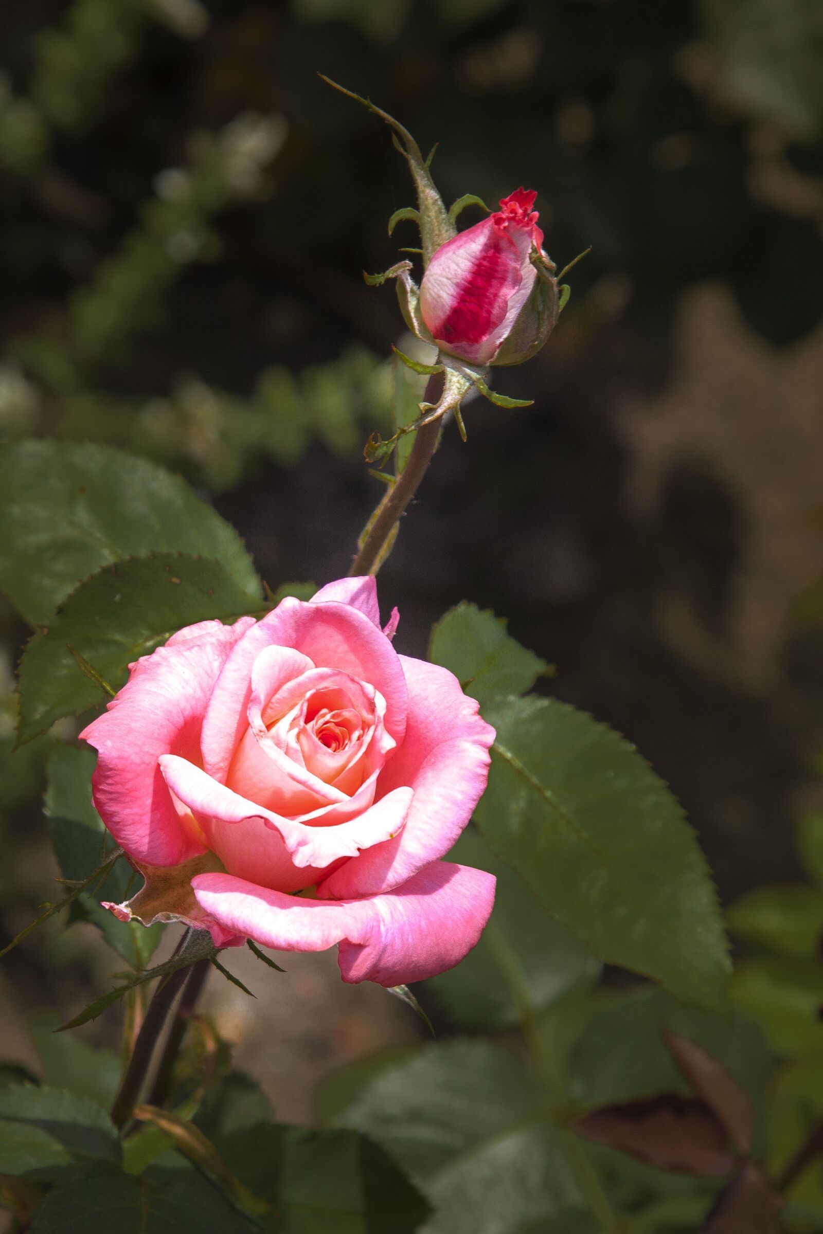 Canon EOS 5D Mark II sample photo. Plant, flower, blossom photography