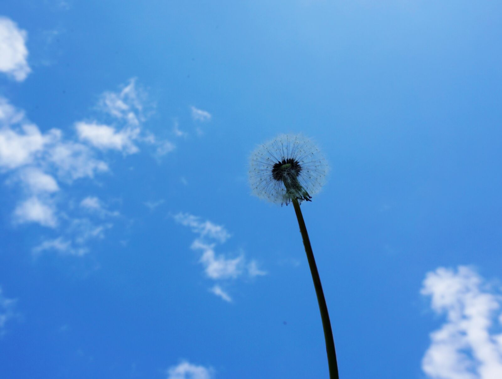 Sony a6000 sample photo. Dandelion, sky, nature photography
