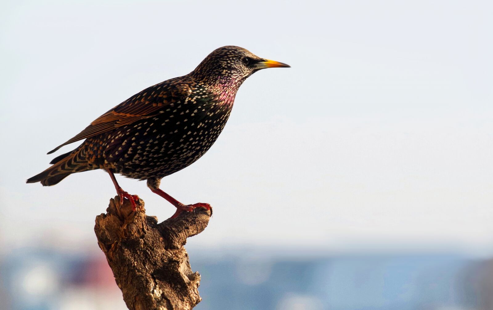 Pentax K-30 sample photo. Star, bird, plumage photography