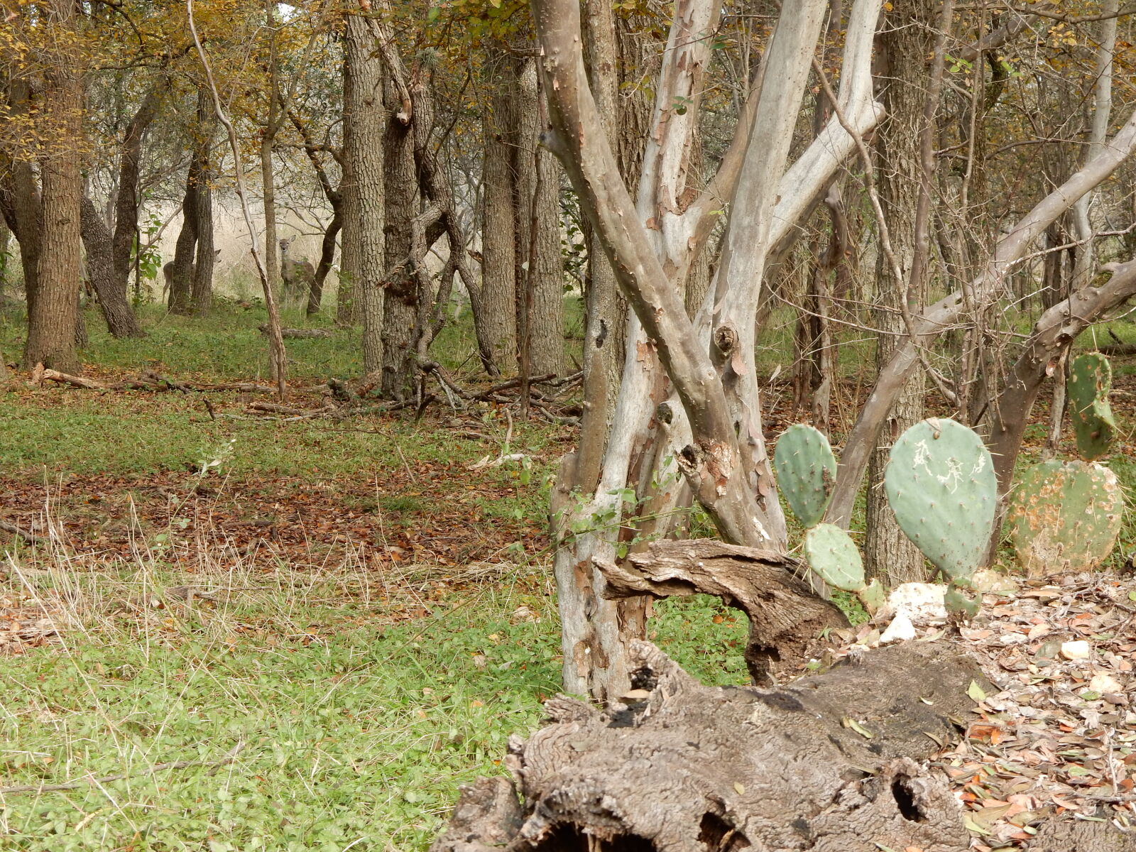 Nikon Coolpix S9900 sample photo. Cacti, deer, trail photography