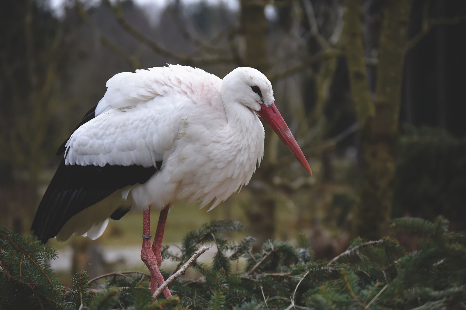 Nikon D7200 sample photo. Stork, bird, nest photography