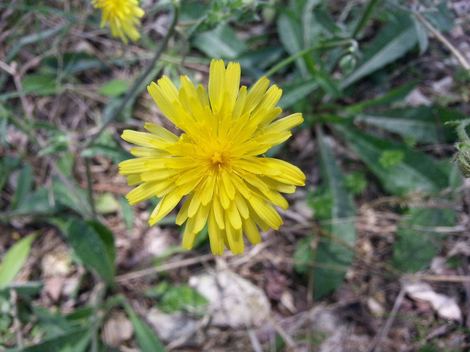 Samsung Galaxy S3 sample photo. Flower photography