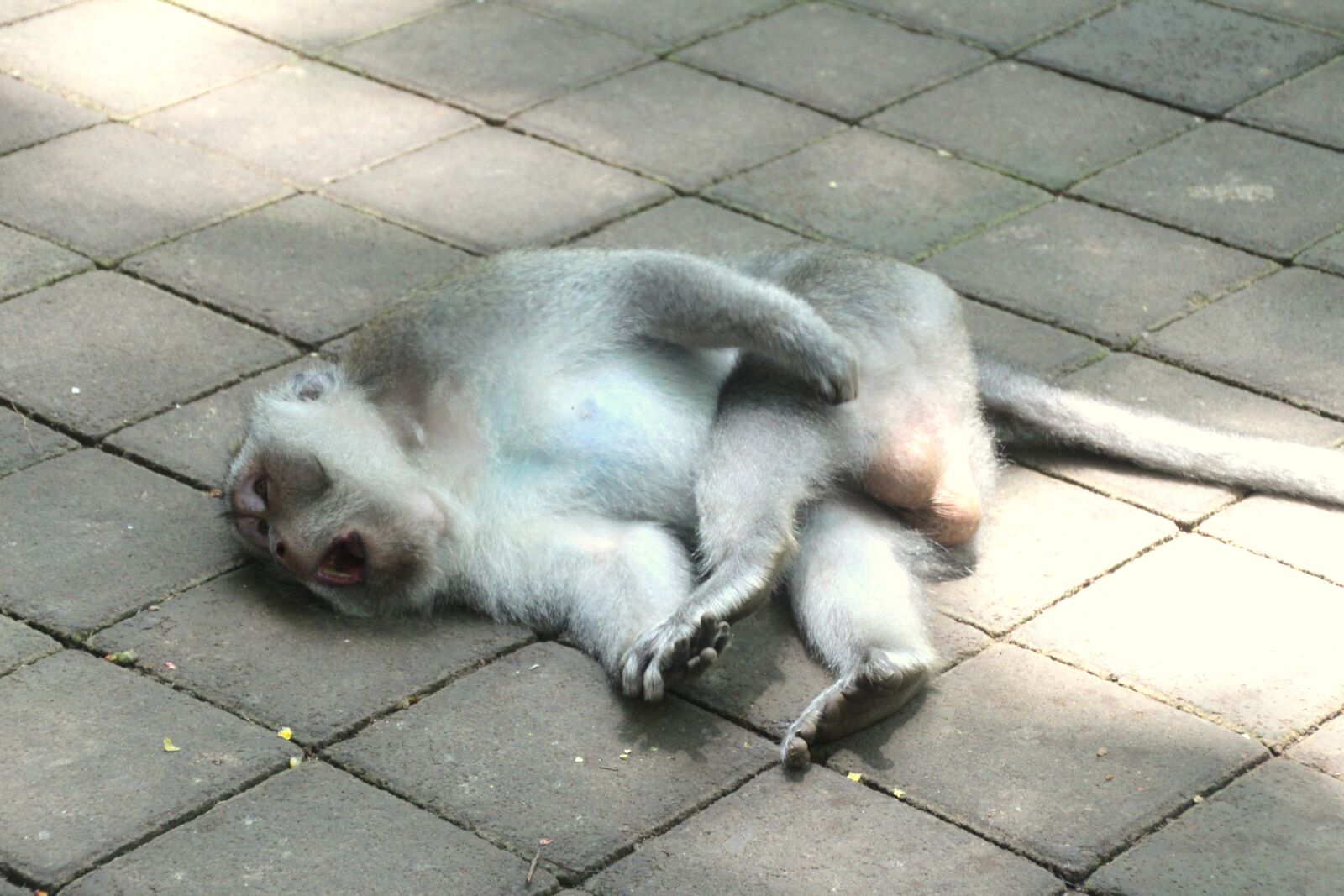 Canon EOS 700D (EOS Rebel T5i / EOS Kiss X7i) sample photo. Monkey, primate, bali photography