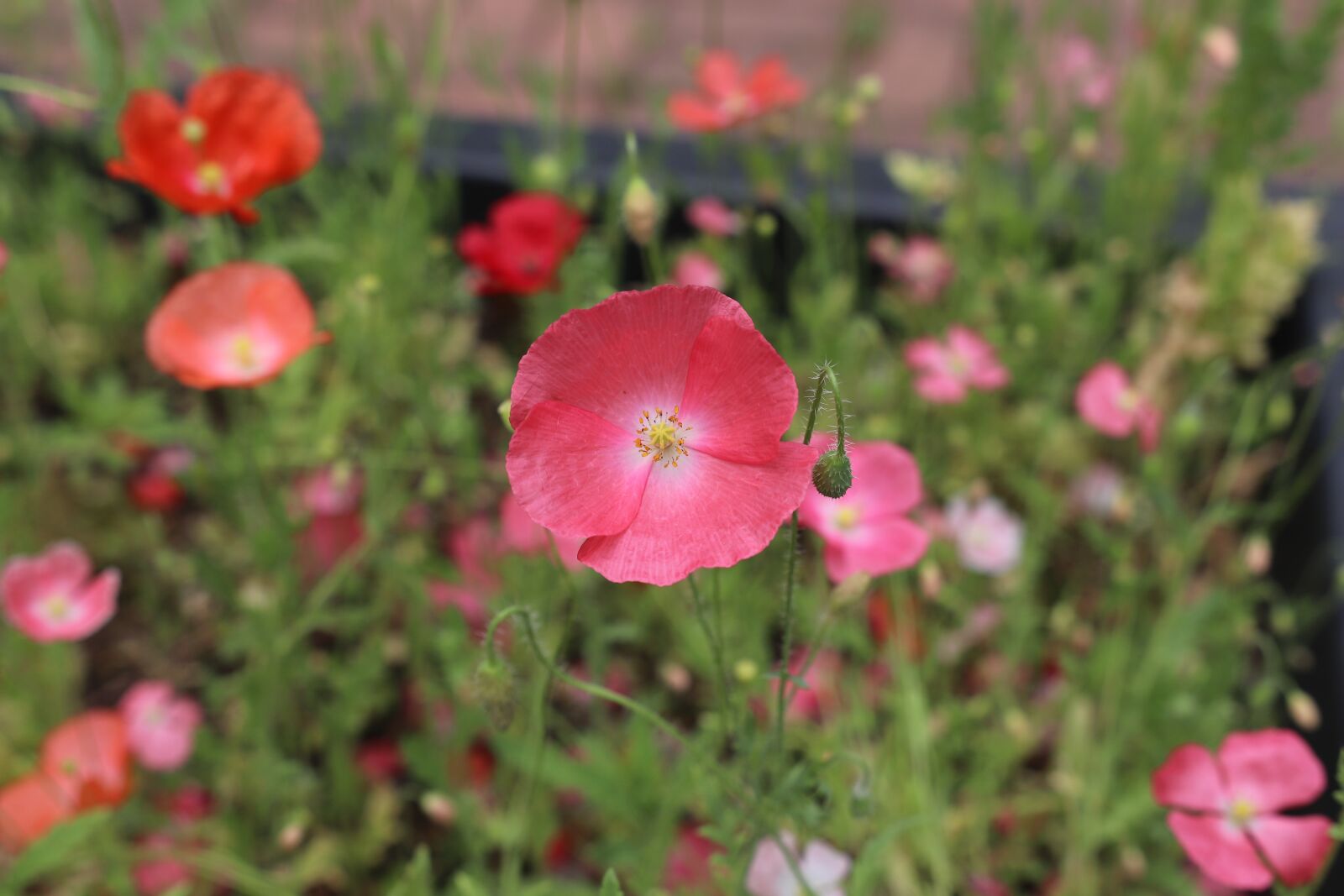 Canon 18-35mm F1.8 DC HSM | Art 013 sample photo. Nature, poppy, wallpapers photography