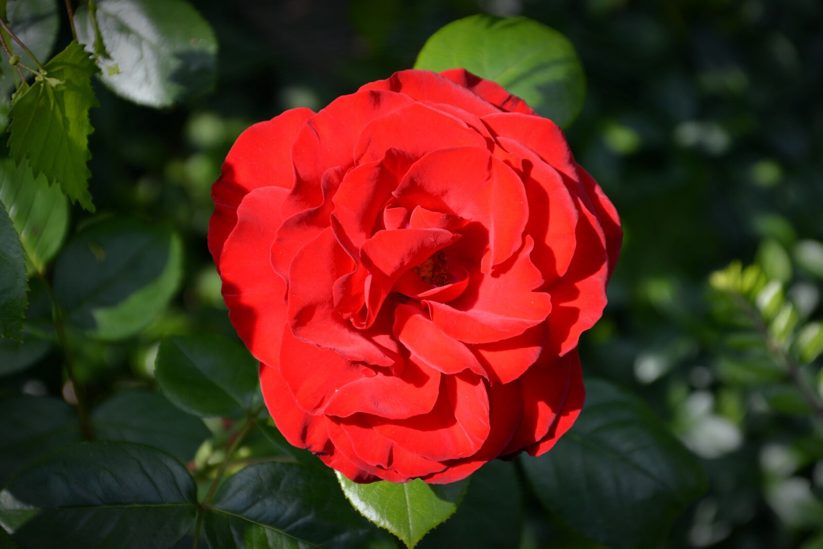 Nikon D5200 sample photo. Rose, blossom, bloom photography
