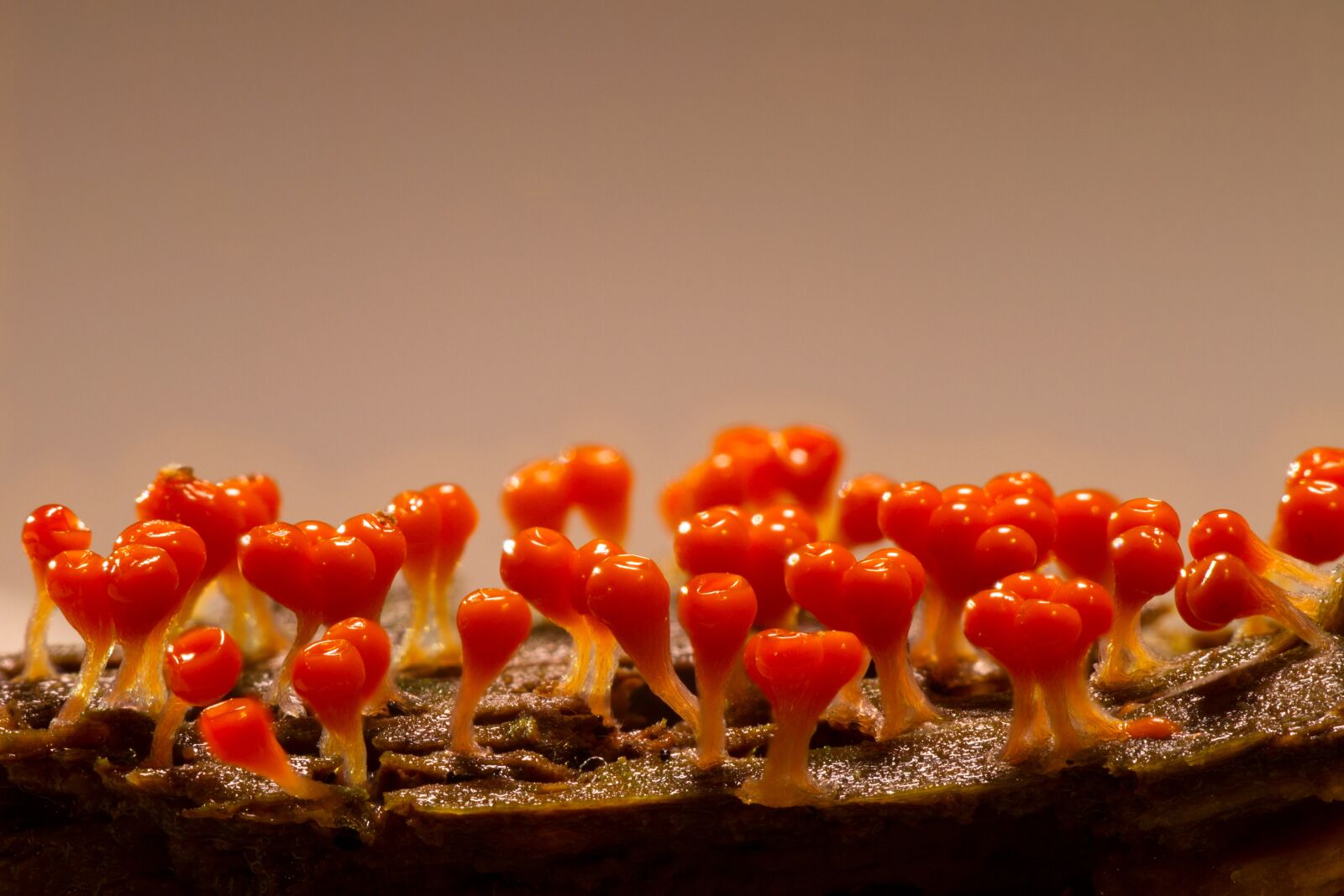 Canon EOS 7D sample photo. Slime mold, trichia decipiens photography