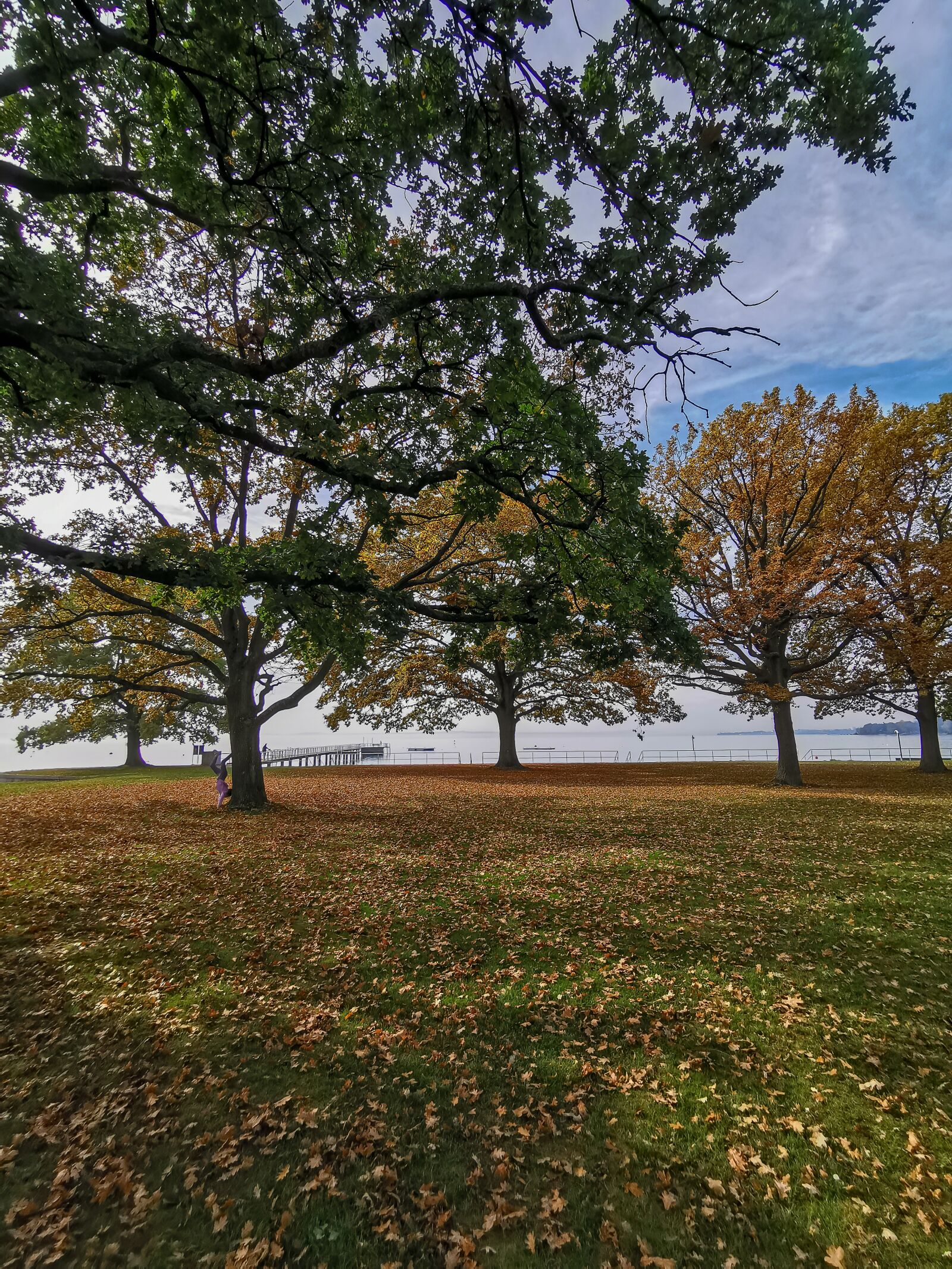 HUAWEI P30 Pro sample photo. Autumn, trees, landscape photography