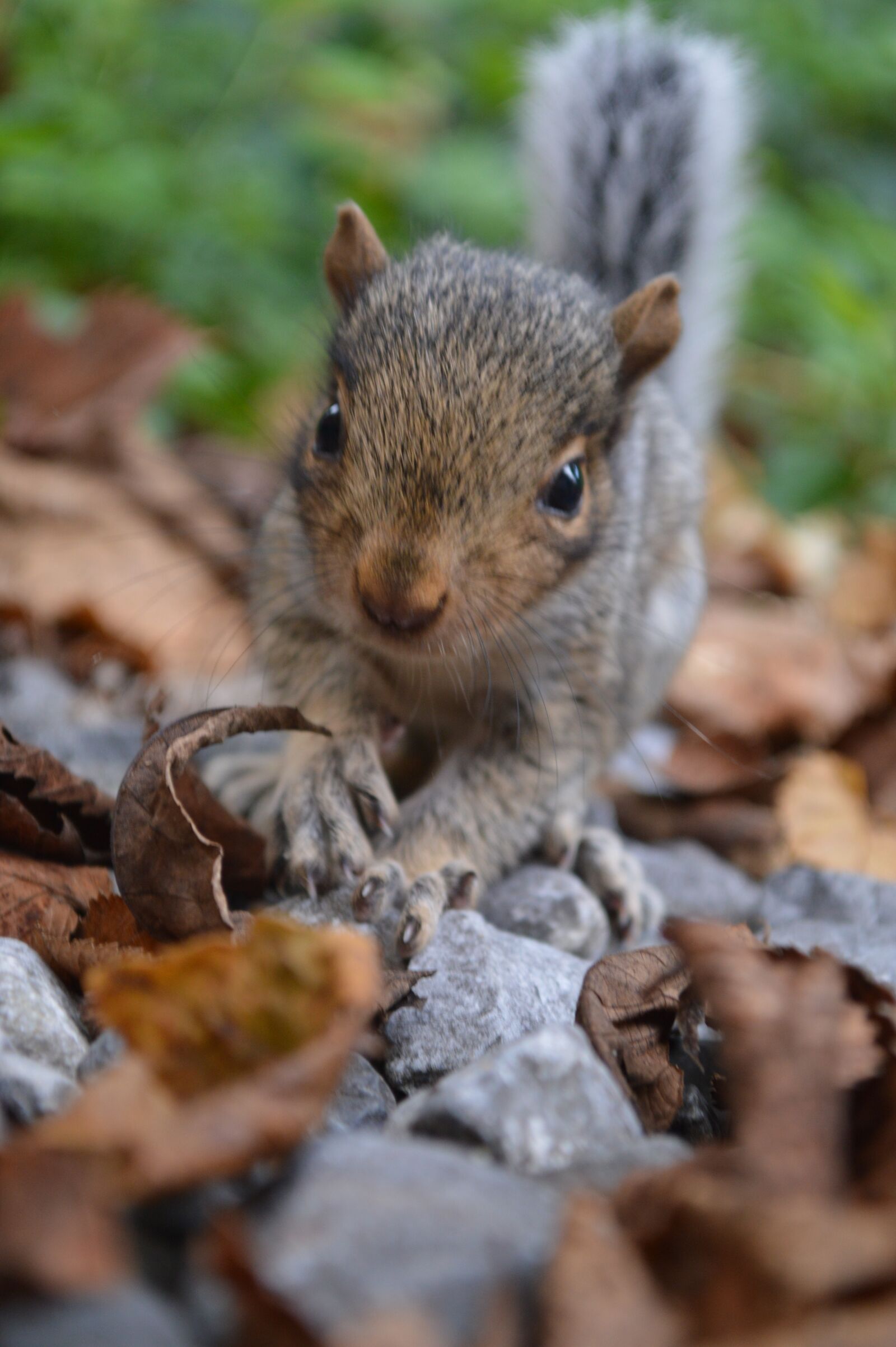 Nikon D3200 sample photo. Squirrel, nature, animal photography