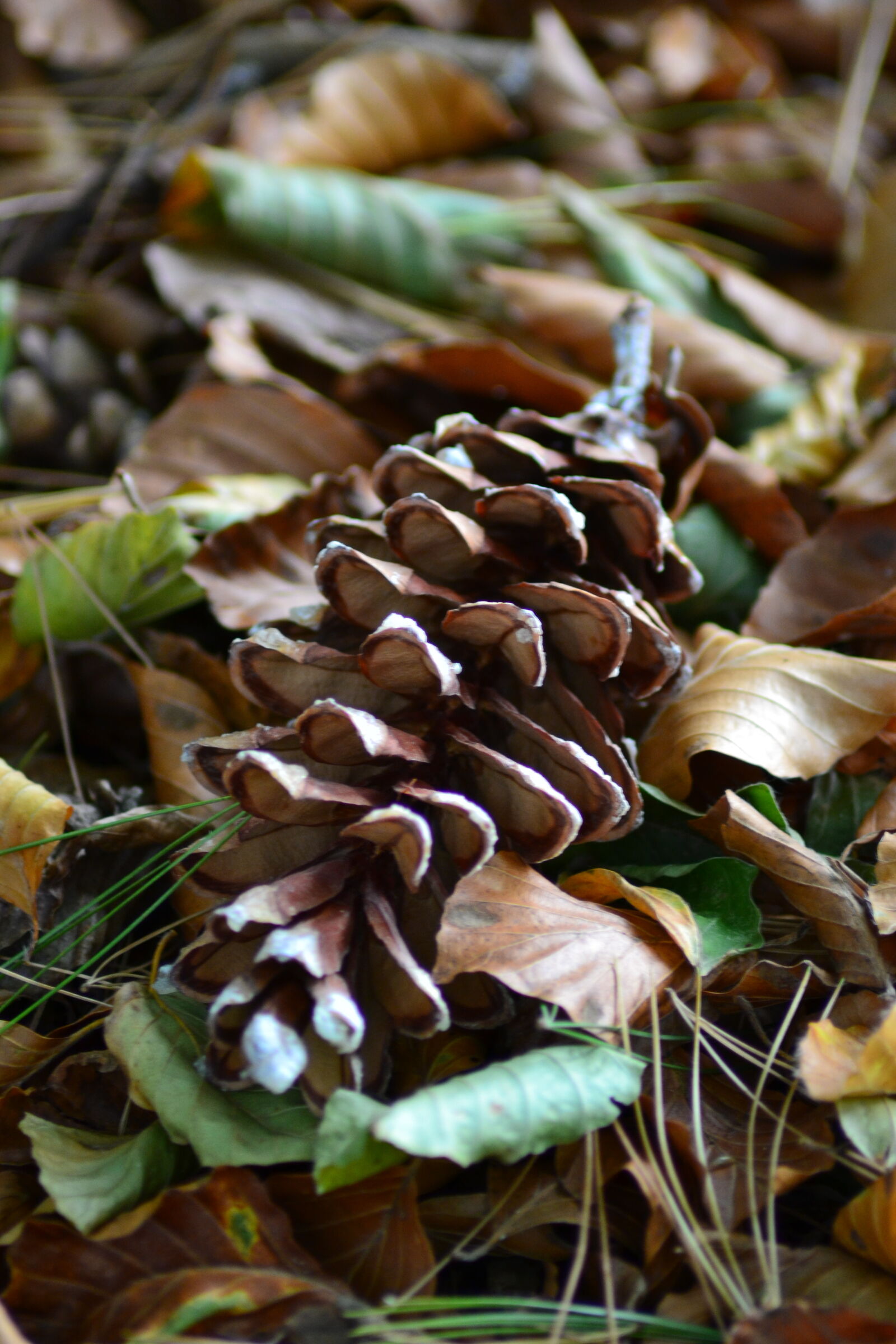 Nikon D3100 sample photo. Close, up, view, fir photography
