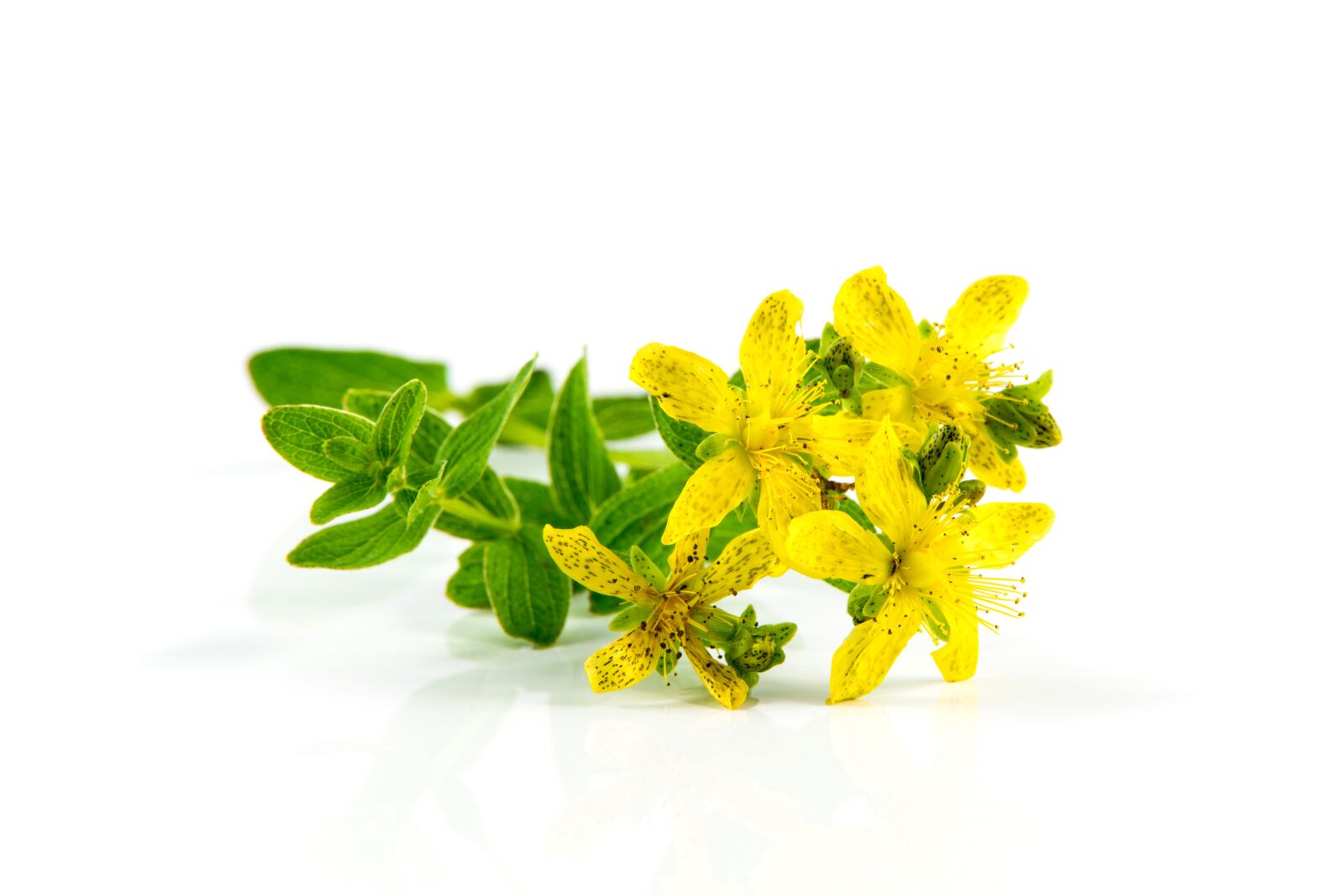 Nikon D750 sample photo. Herb st john's wort photography