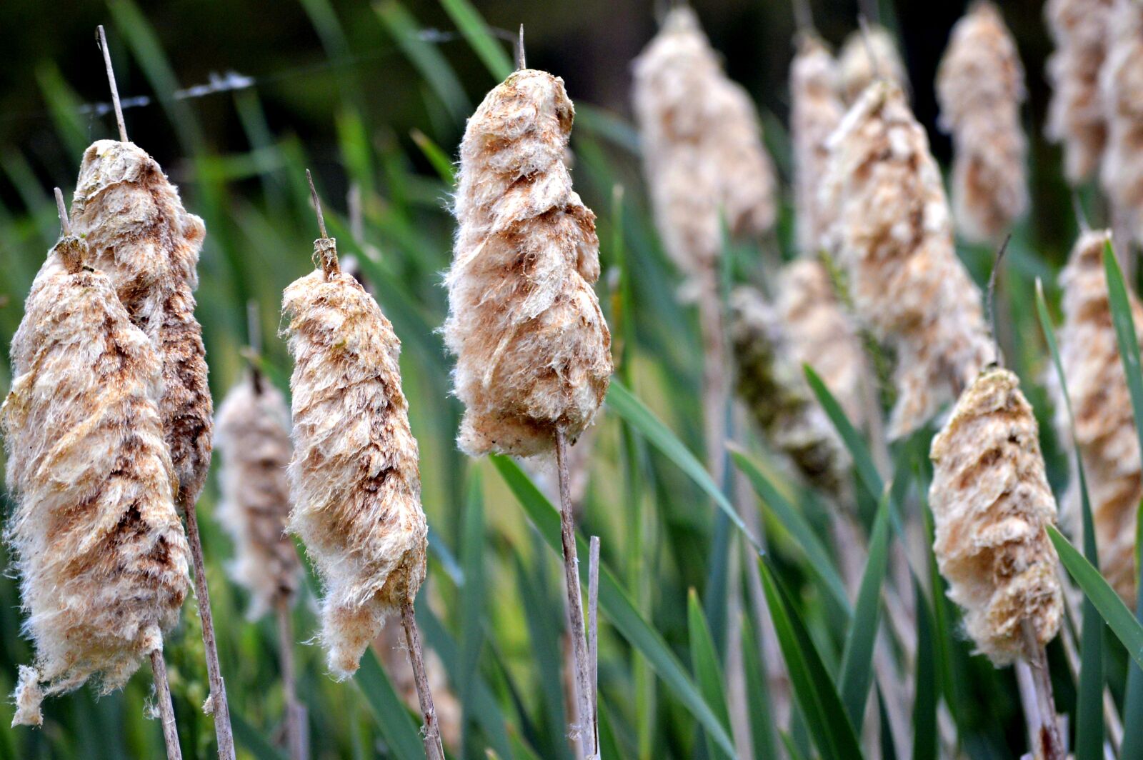 Nikon D3200 sample photo. Pipecleaner, plant, hairy photography